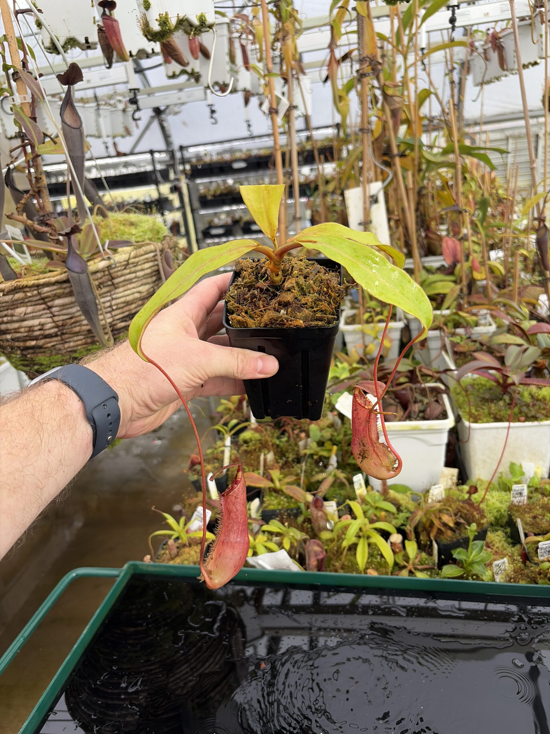 Wide Angle of Nepenthes sumatrana | Borneo Exotics | BE-4540 | L27208