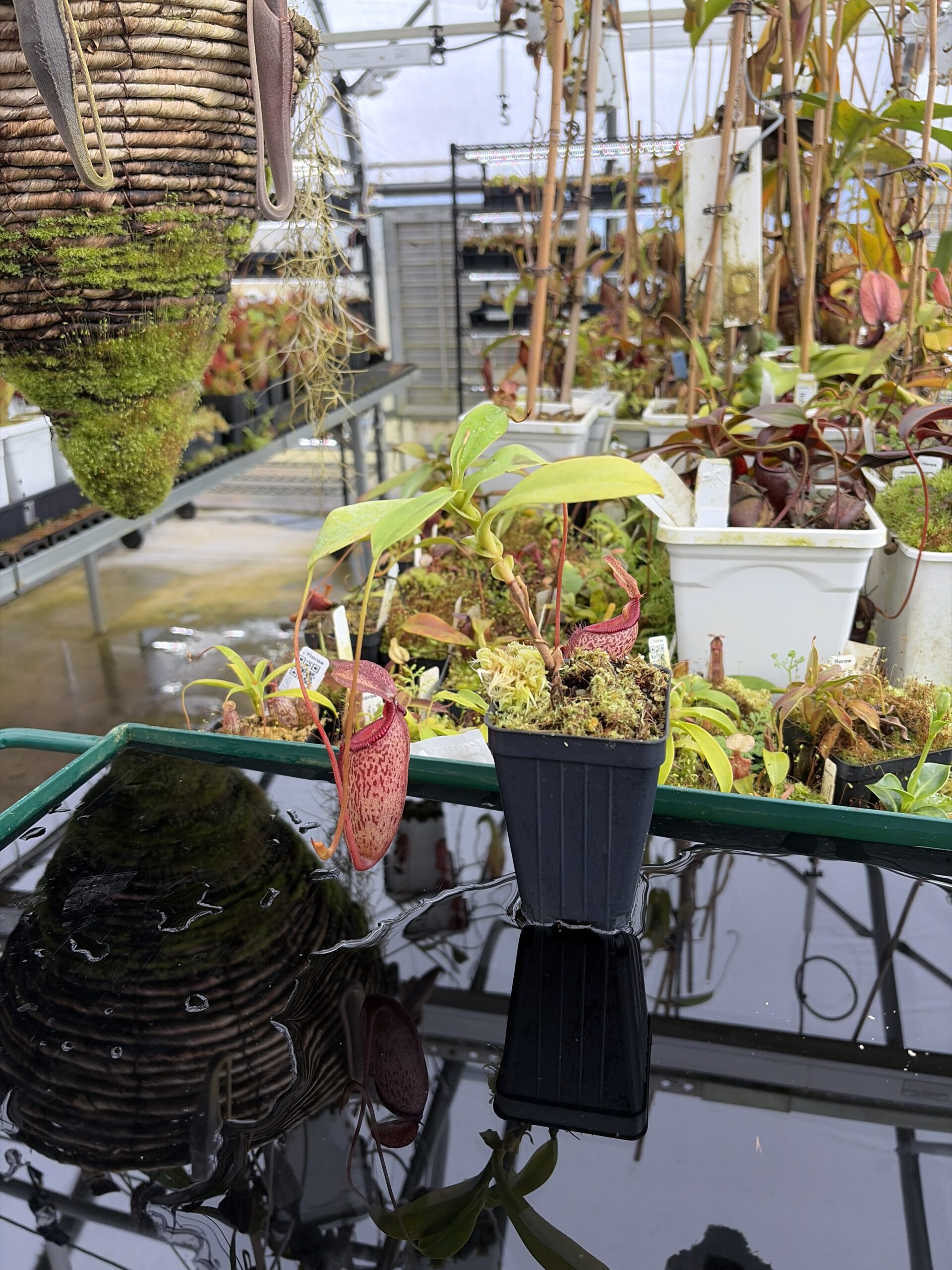 Wide Angle of Nepenthes talangensis x sibuyanensis | Borneo Exotics | BE-3641 | IN27335