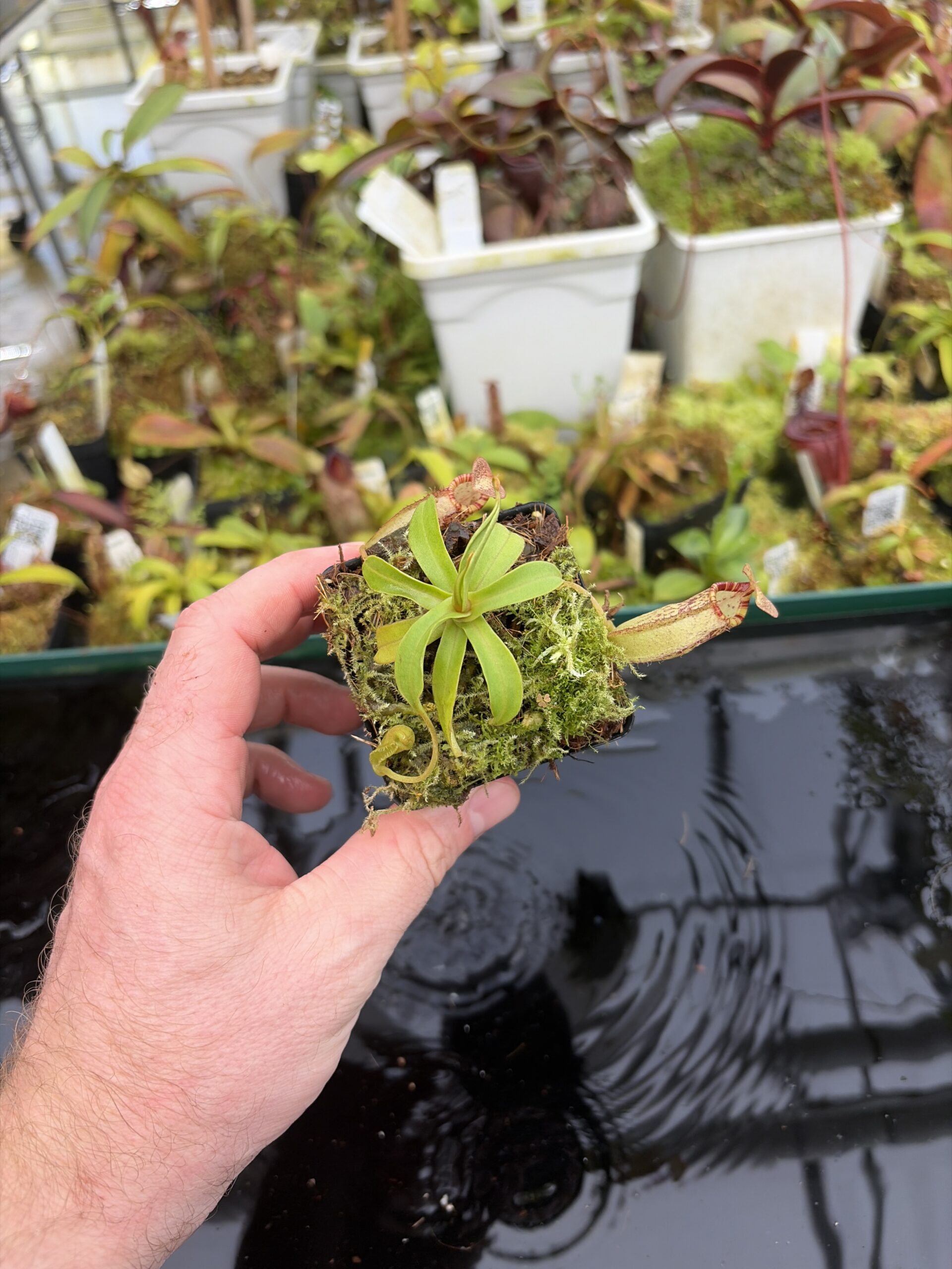 Wide Angle of Nepenthes talangensis x spectabilis | Borneo Exotics | BE-4063 | H27409