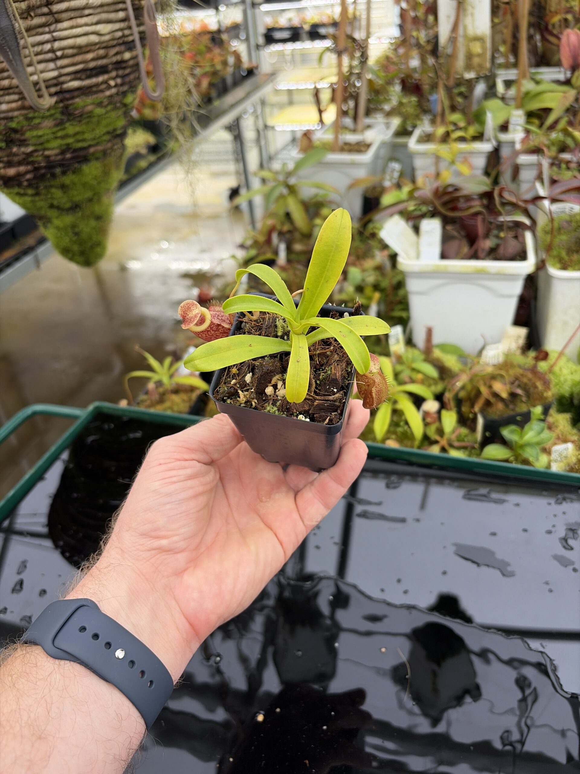 Wide Angle of Nepenthes talangensis x undulatifolia | Andreas Wistuba | AW-RSC | H27145