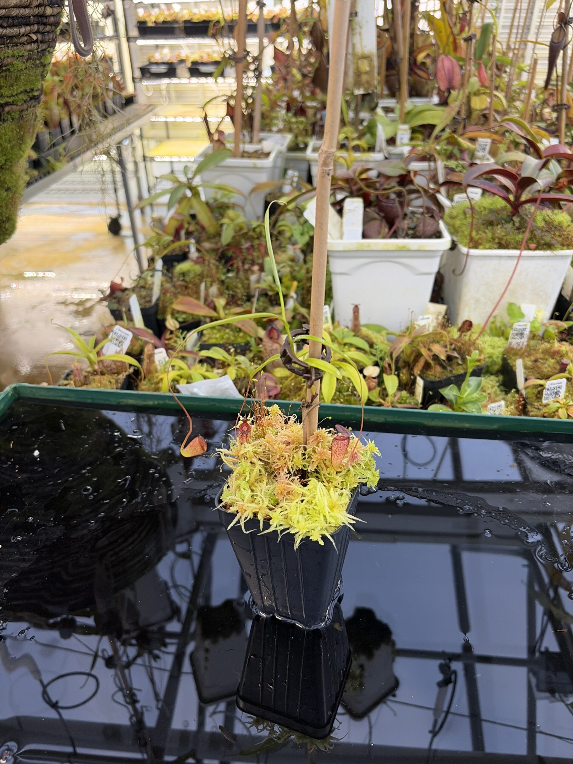 Wide Angle of Nepenthes tenuis | Jeff Shafer | From Seed Grown Plant | Florae Collaborative | | IN27226