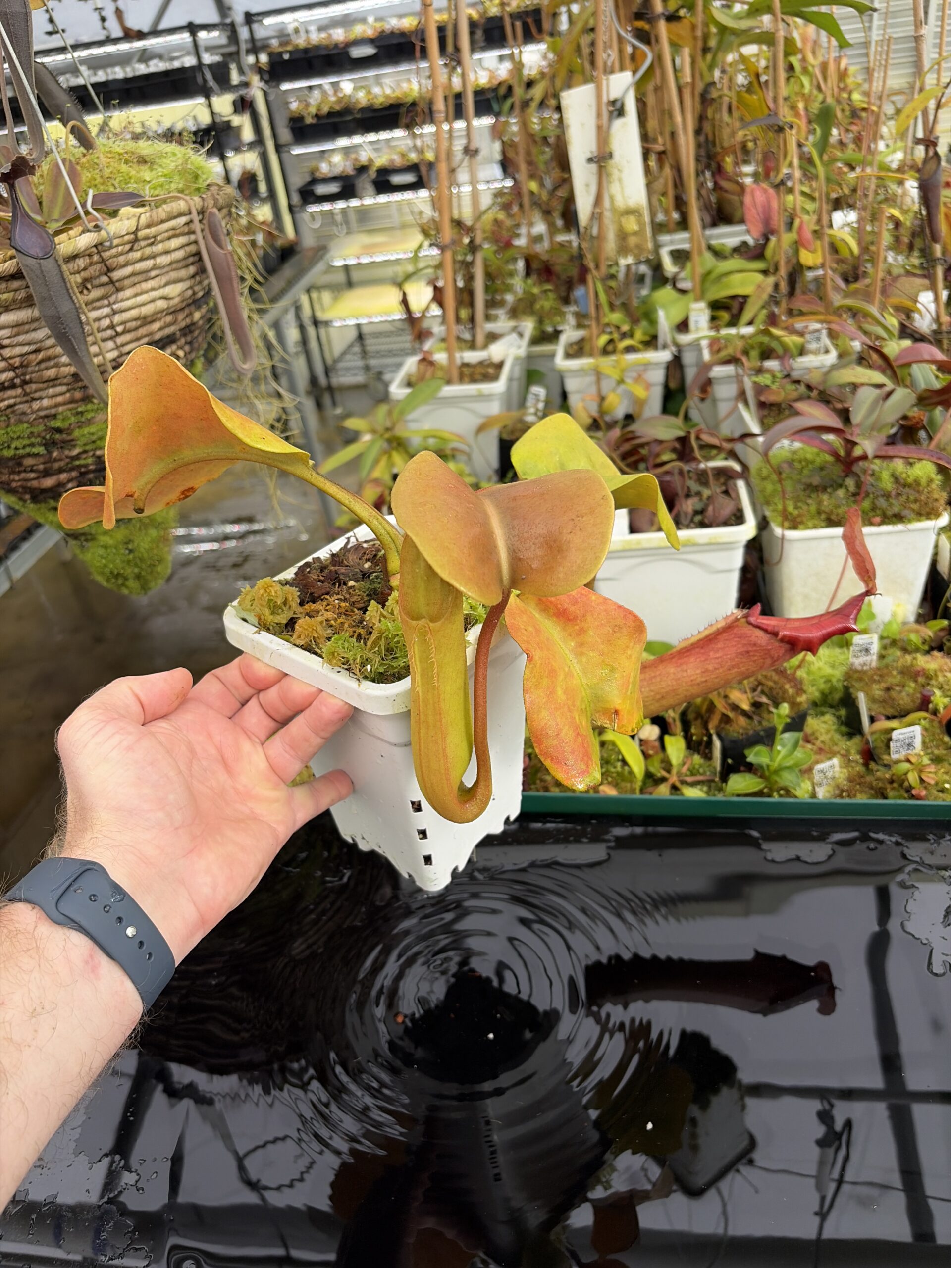 Wide Angle of Nepenthes truncata (Dinagat, Philippines) | Andreas Wistuba | AW-ISC | IN27206