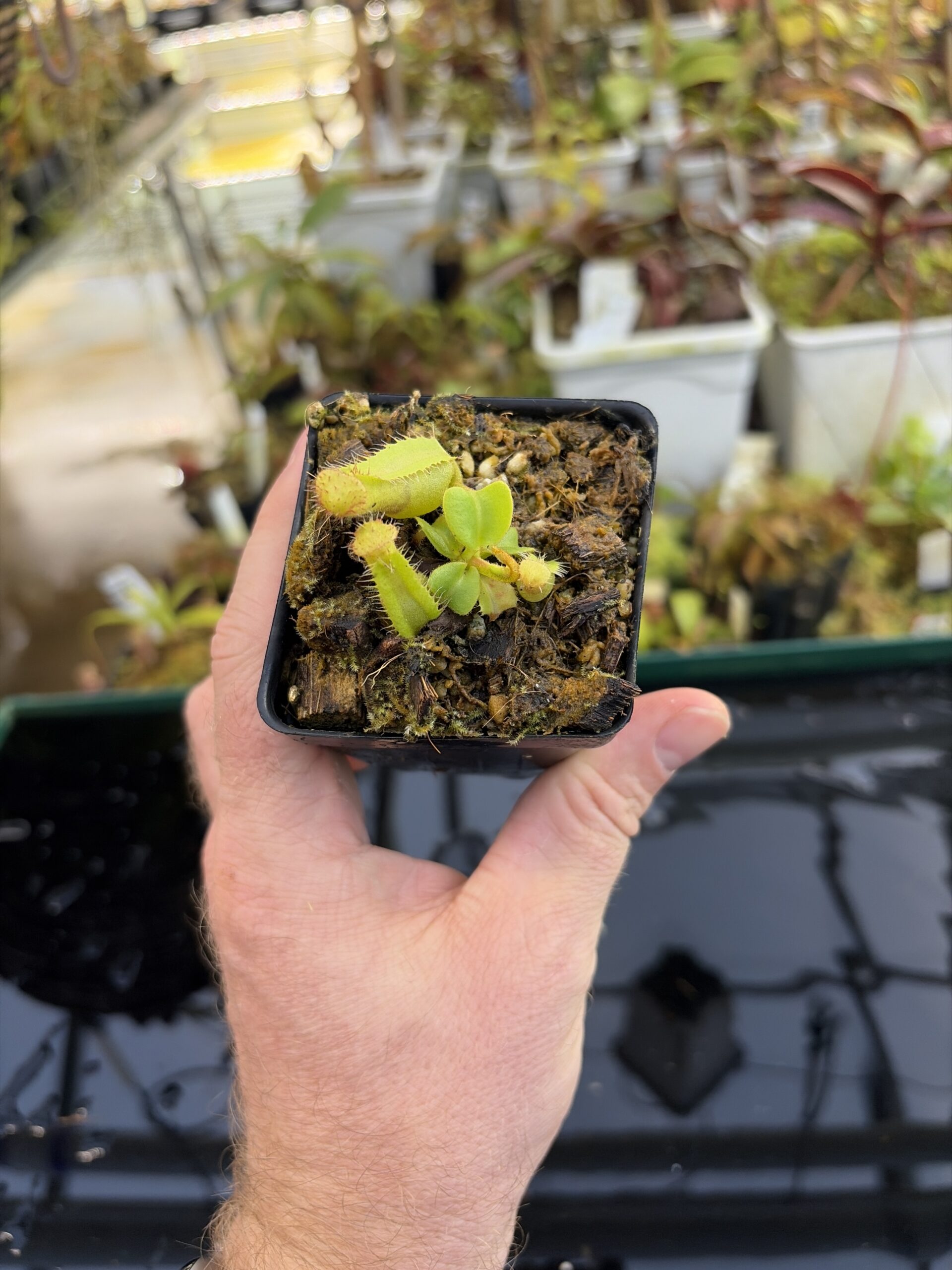 Wide Angle of Nepenthes truncata 'Giant' x truncata (c) | JH | Florae | Assorted Clones | Jeremiah Harris | JH-419 | IN27064