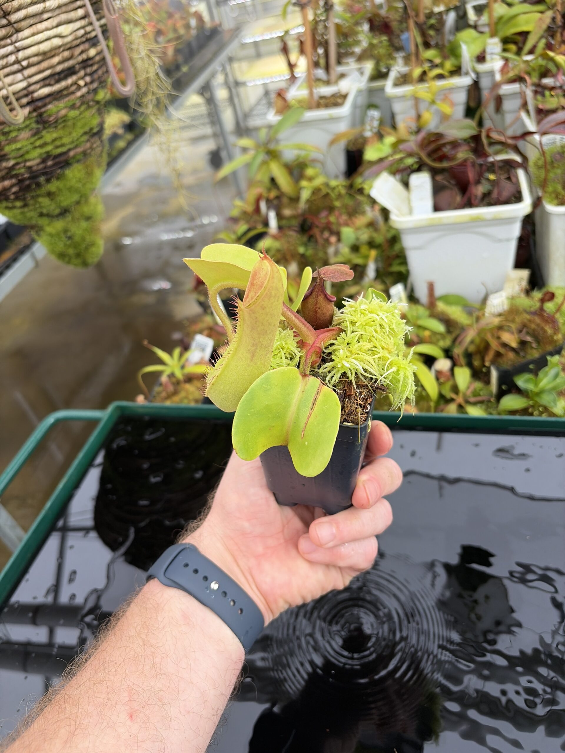Wide Angle of Nepenthes truncata (Mindanao, Philippines) | Andreas Wistuba | AW-RSC | IN27100
