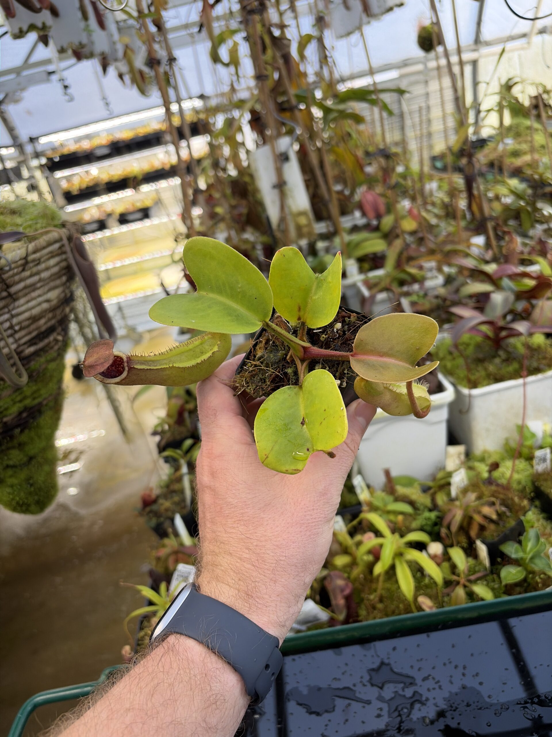 Wide Angle of Nepenthes truncata (Mindanao, Philippines) | Andreas Wistuba | AW-RSC | IN27227