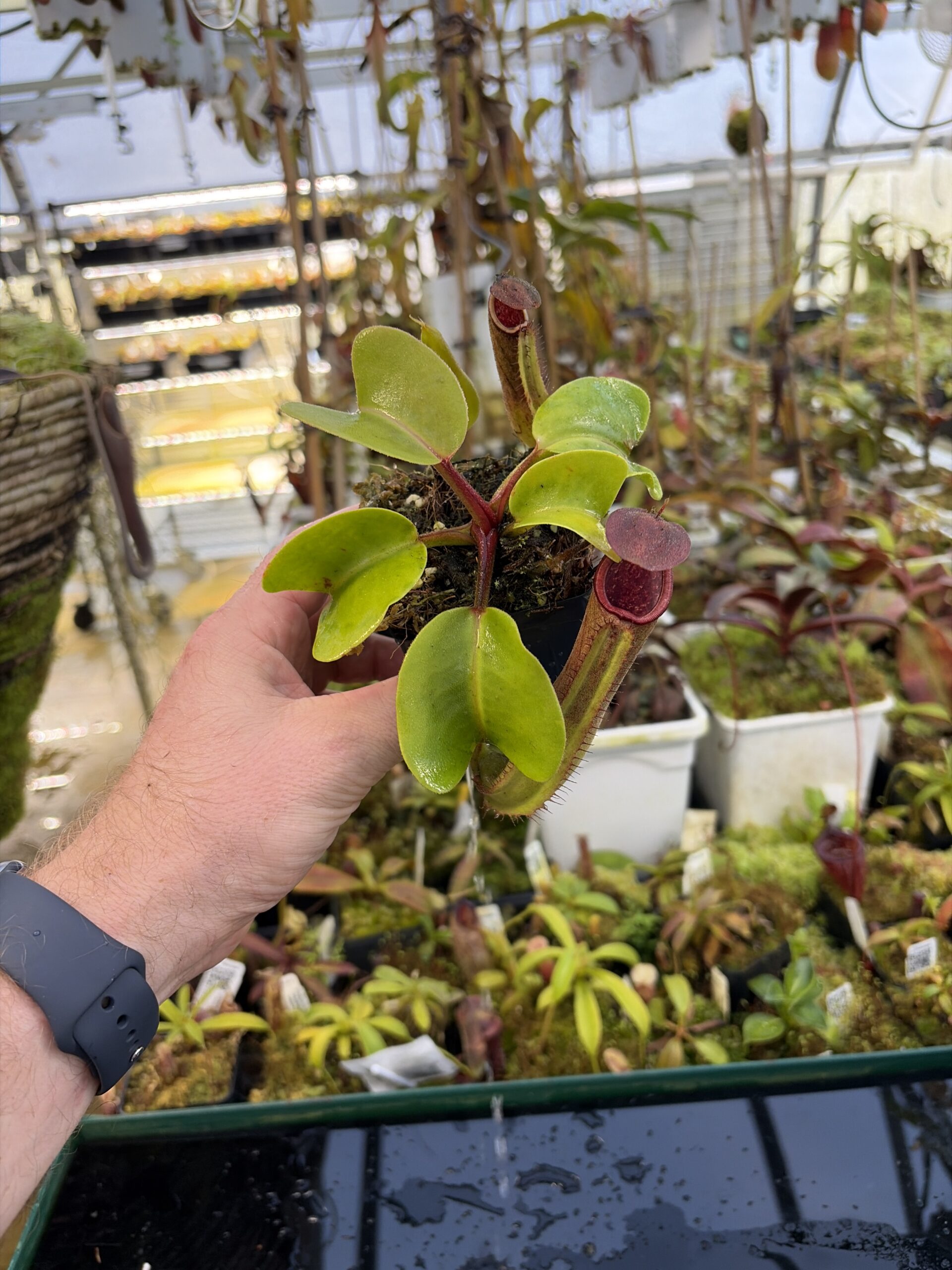 Wide Angle of Nepenthes truncata (Mindanao, Philippines) | Andreas Wistuba | AW-RSC | IN27228