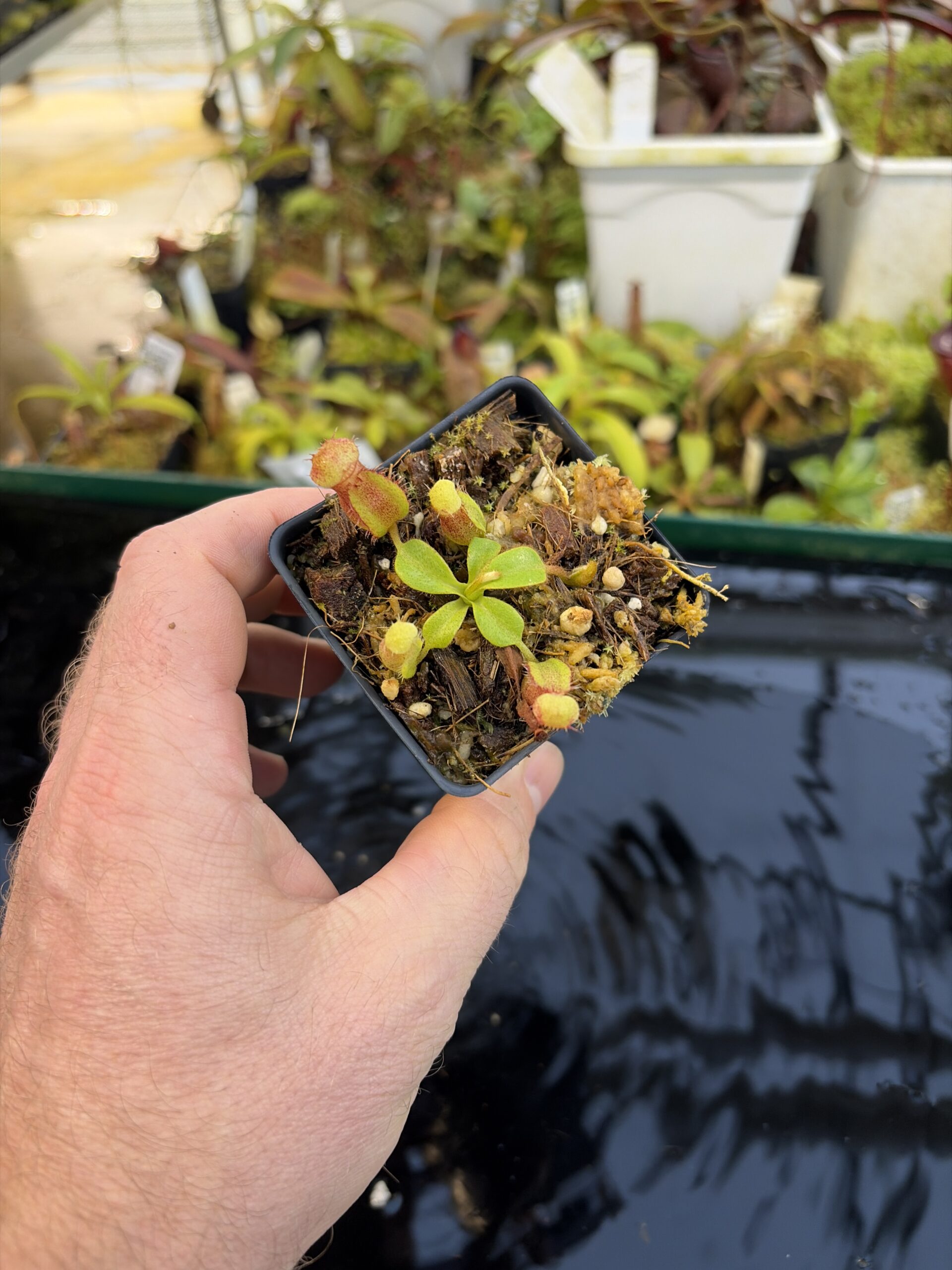 Wide Angle of Nepenthes (truncata x ephippiata) x villosa | Clone 10 | Jeremiah Harris | JH-352.10 | IN27244