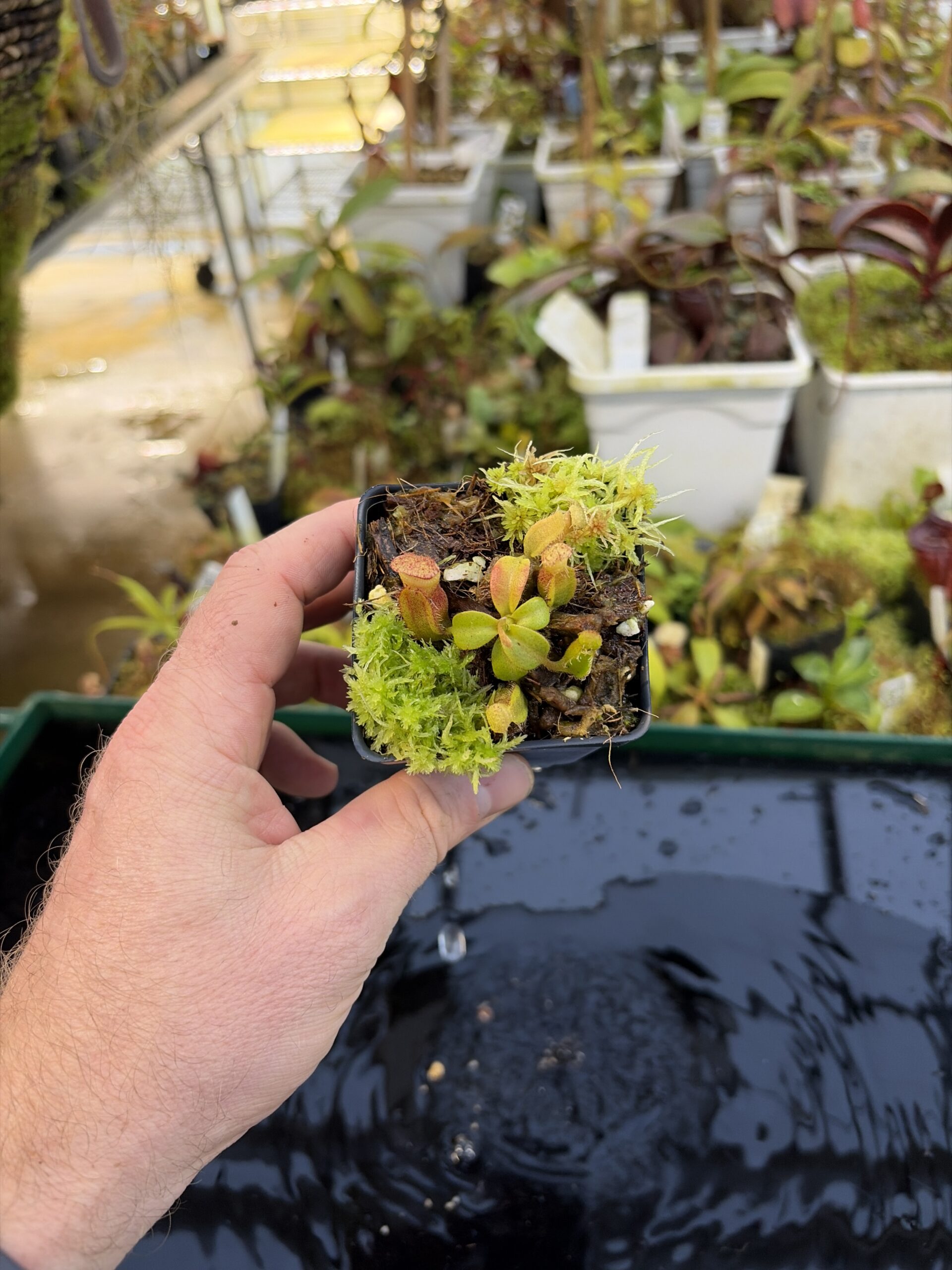 Wide Angle of Nepenthes (truncata x ephippiata) x villosa | Clone 15 | Jeremiah Harris | JH-352.15 | IN27242