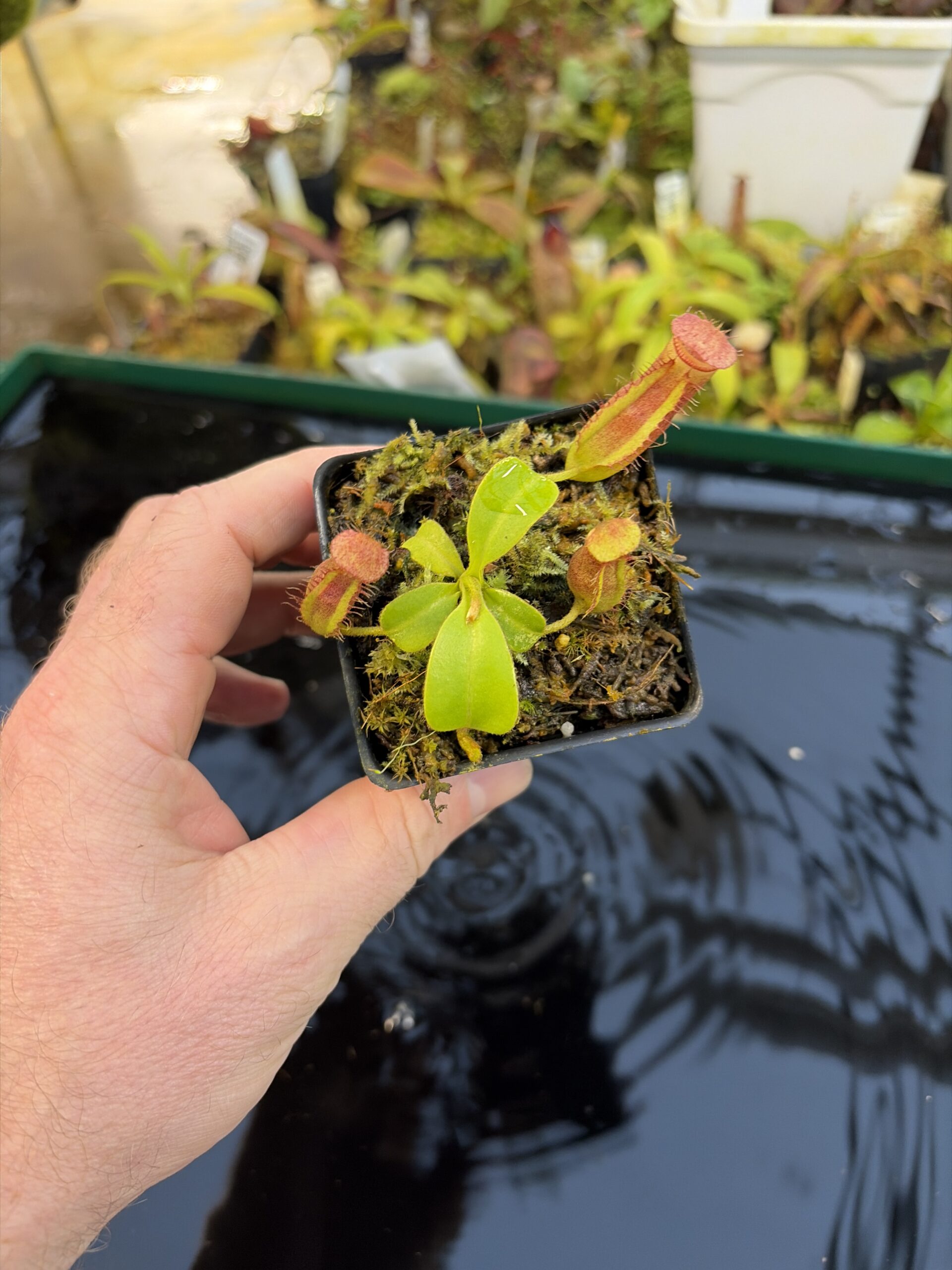 Wide Angle of Nepenthes truncata x villosa | JH | Clone 6 | Jeremiah Harris | JH-355.06 | IN27276