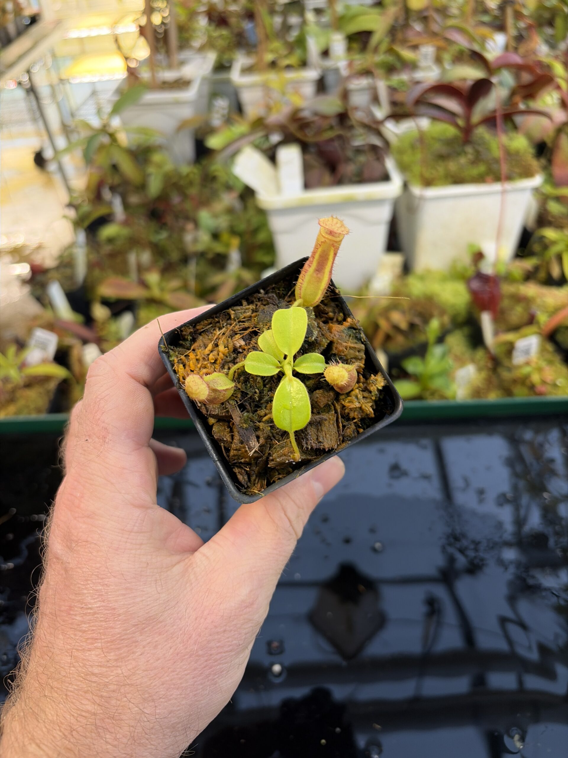 Wide Angle of Nepenthes truncata x villosa | JH | Jeremiah Harris | JH-355.00 | IN27272