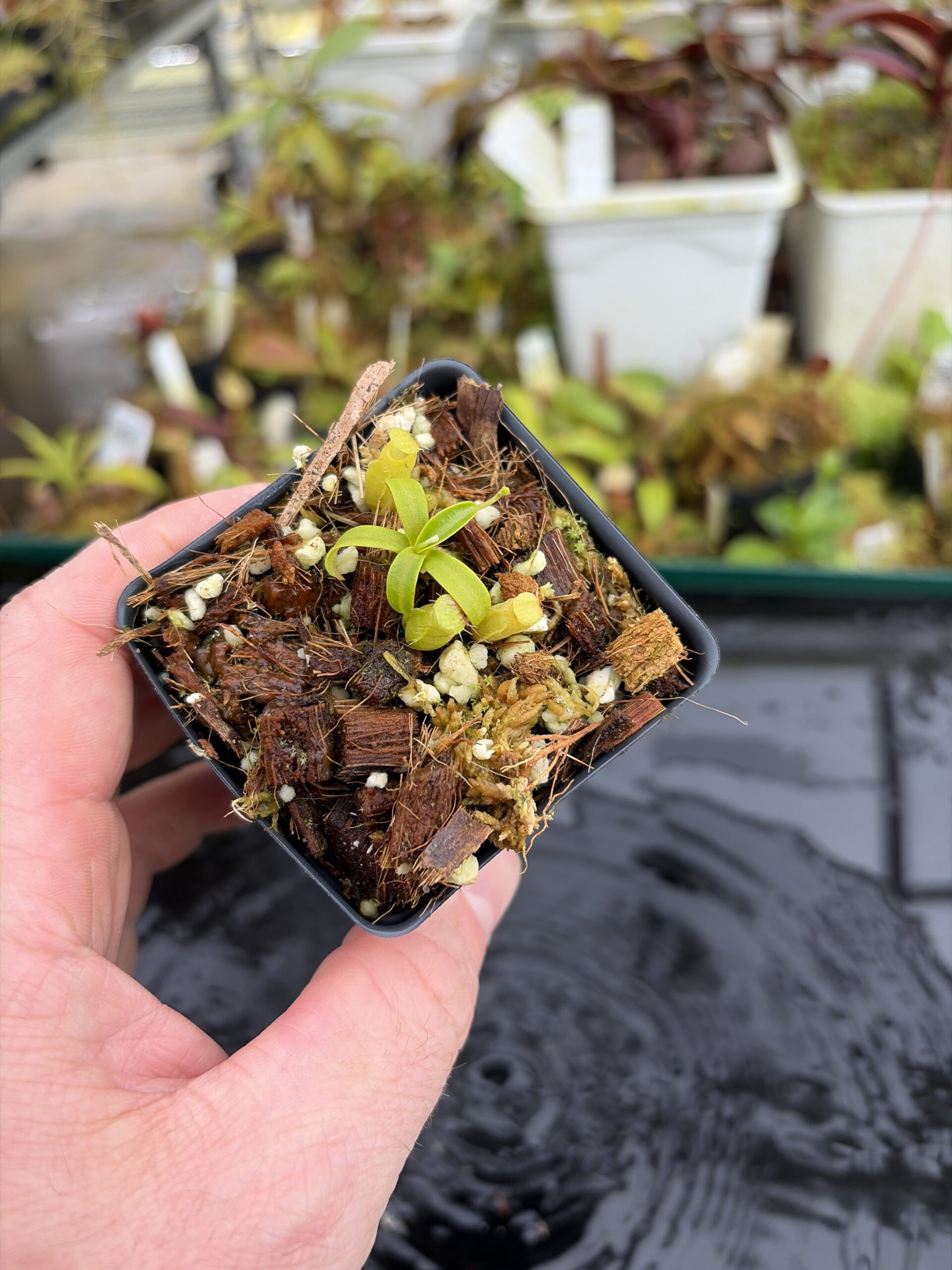Wide Angle of Nepenthes undulatifolia | Florae Collaborative | FC-203.IC | H27140