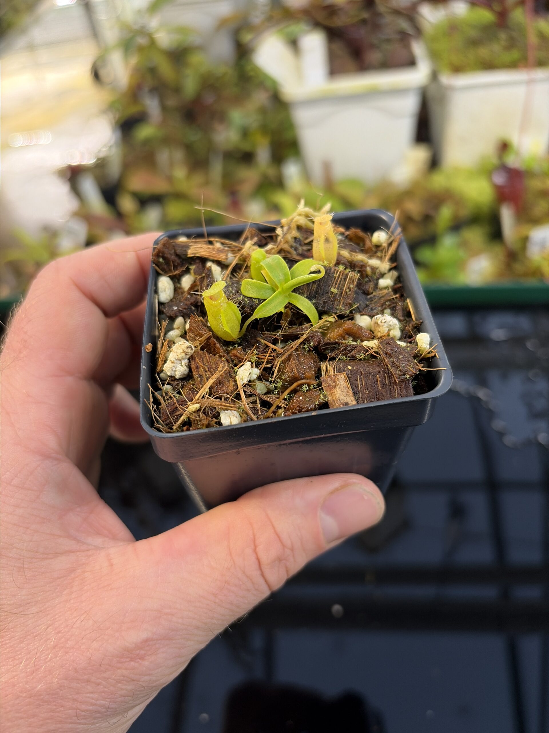 Wide Angle of Nepenthes undulatifolia | Florae Collaborative | FC-203.IC | H27191