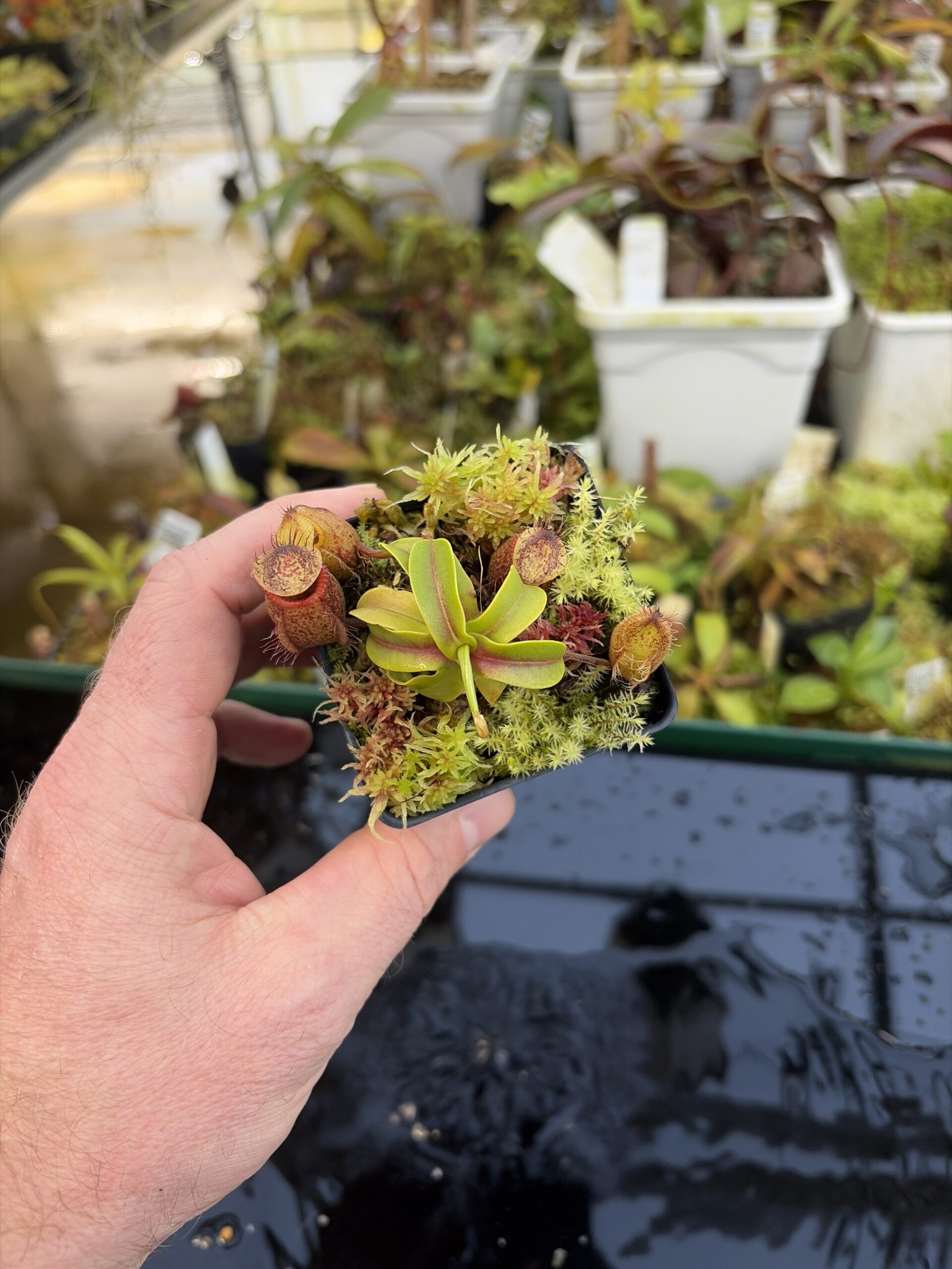 Wide Angle of Nepenthes undulatifolia x hamata | Andreas Wistuba | AW-01 | H27312