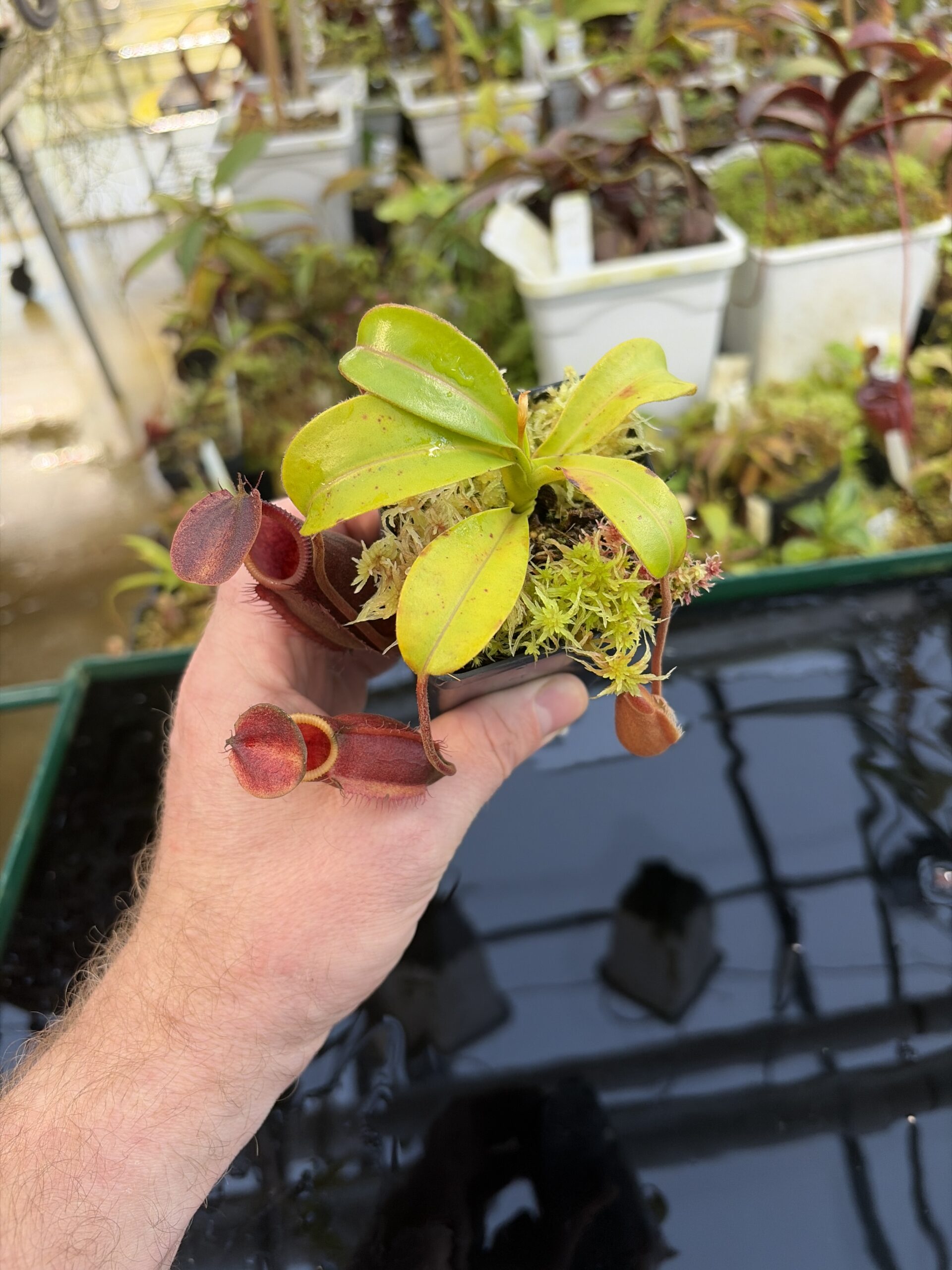 Wide Angle of Nepenthes undulatifolia x macrophylla | Andreas Wistuba | AW-ISC | H27313