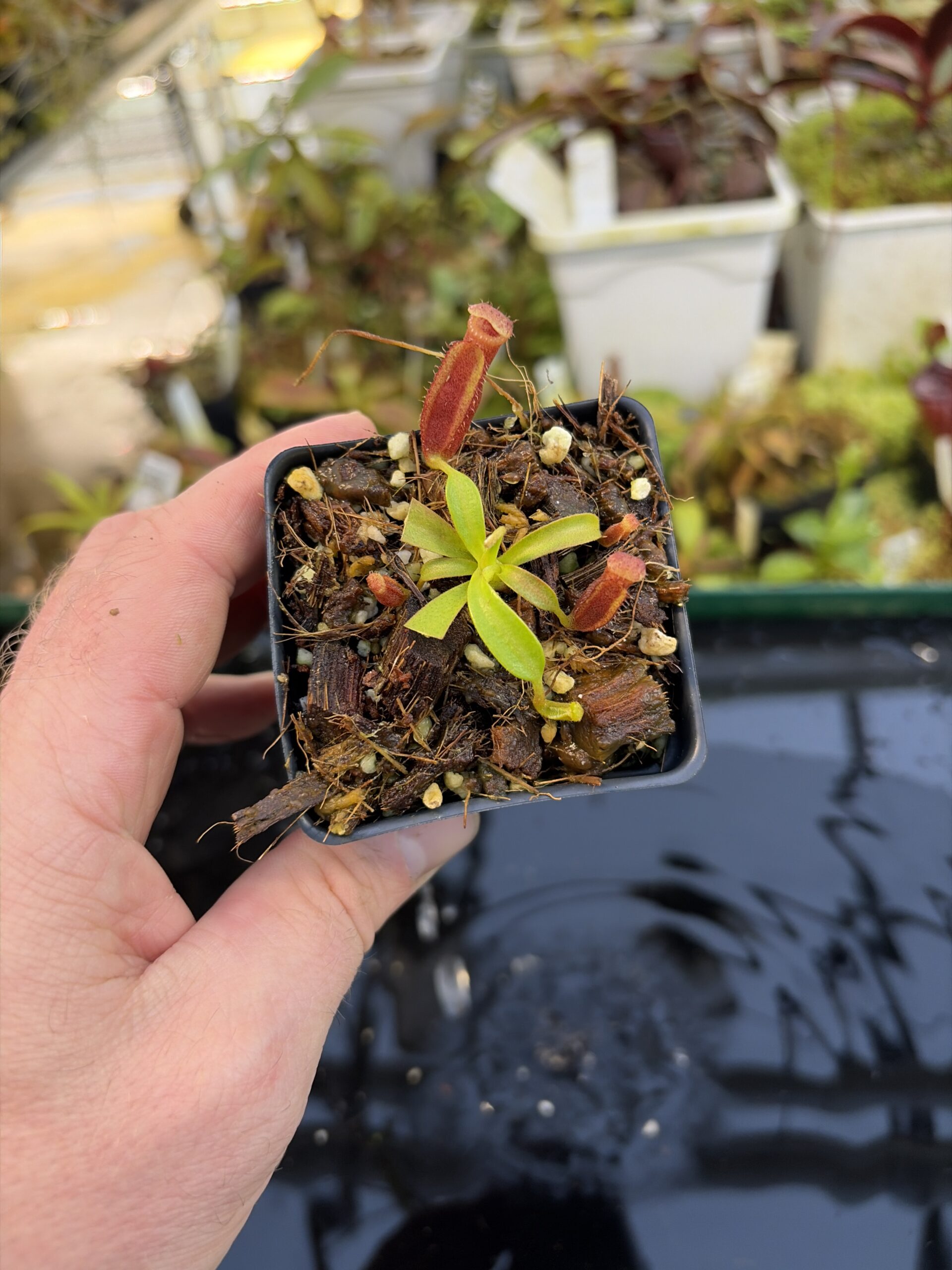 Wide Angle of Nepenthes (veitchi x lowii) x edwardsiana | Florae | Clone 5 | Florae Collaborative | FC-122.05 | IN27245