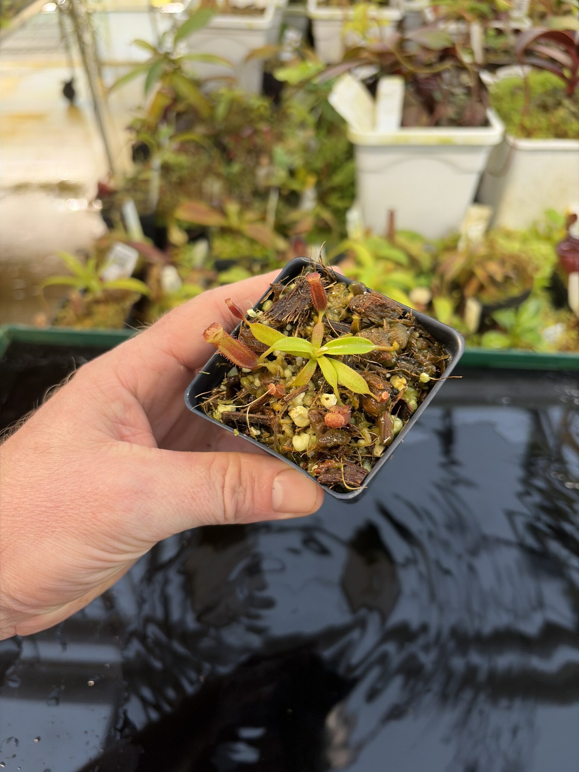 Wide Angle of Nepenthes (veitchi x lowii) x edwardsiana | Florae | Clone 5 | Florae Collaborative | FC-122.05 | IN27327