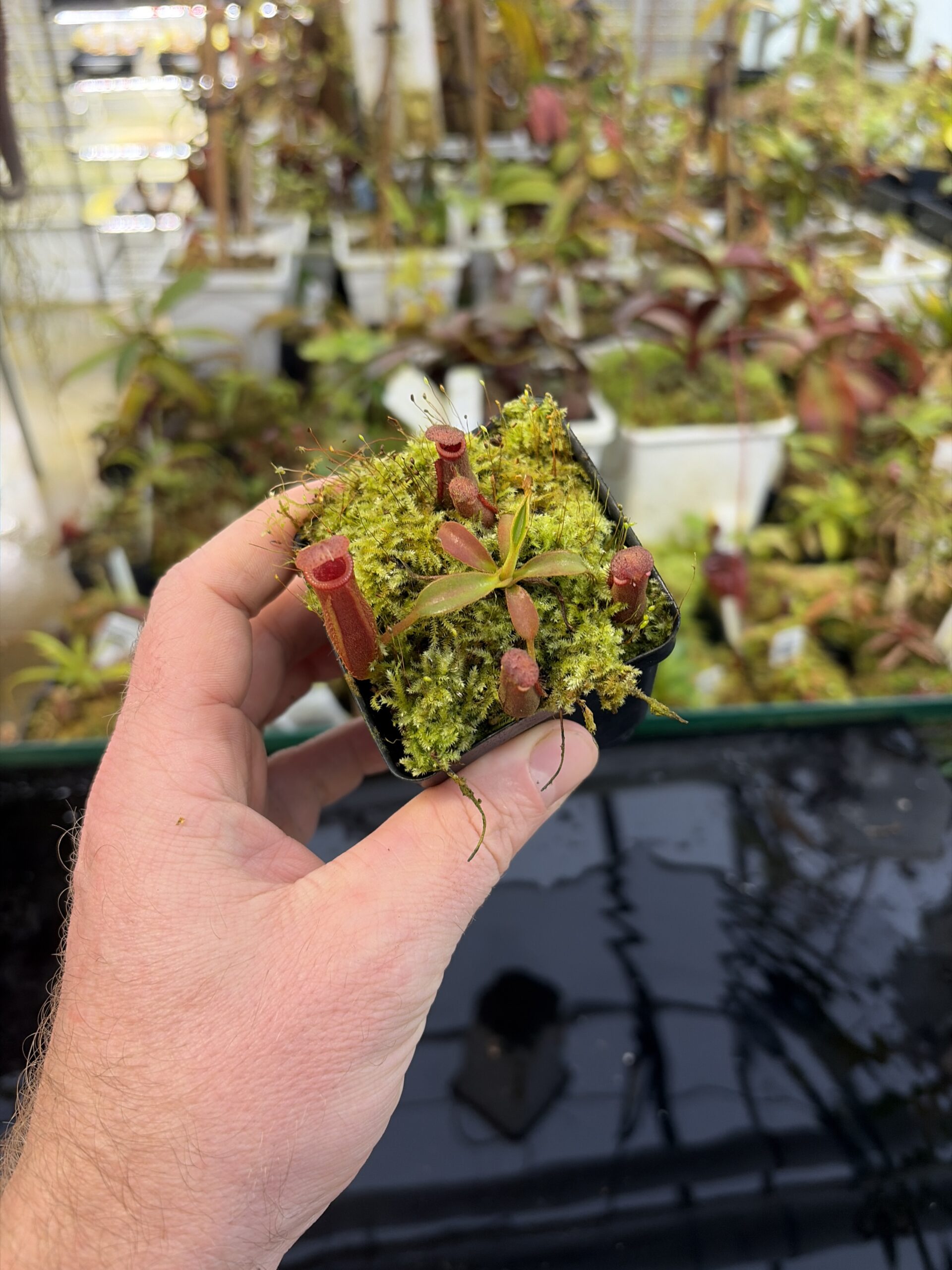 Wide Angle of Nepenthes (veitchi x lowii) x edwardsiana | Florae | Clone 5 | Florae Collaborative | FC-122.05 | IN27330