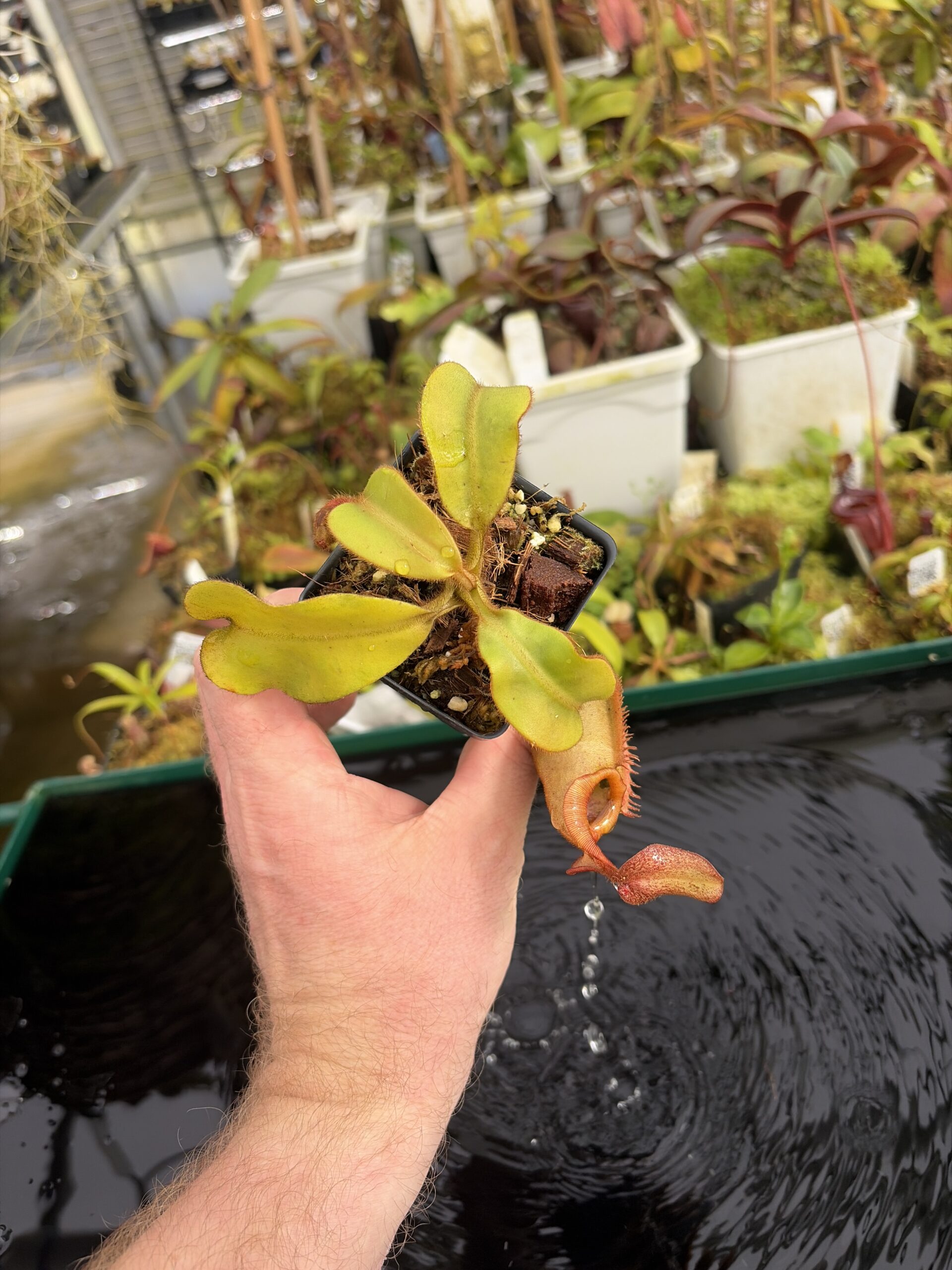 Wide Angle of Nepenthes veitchii | Borneo Exotics | BE-3734 | L27374