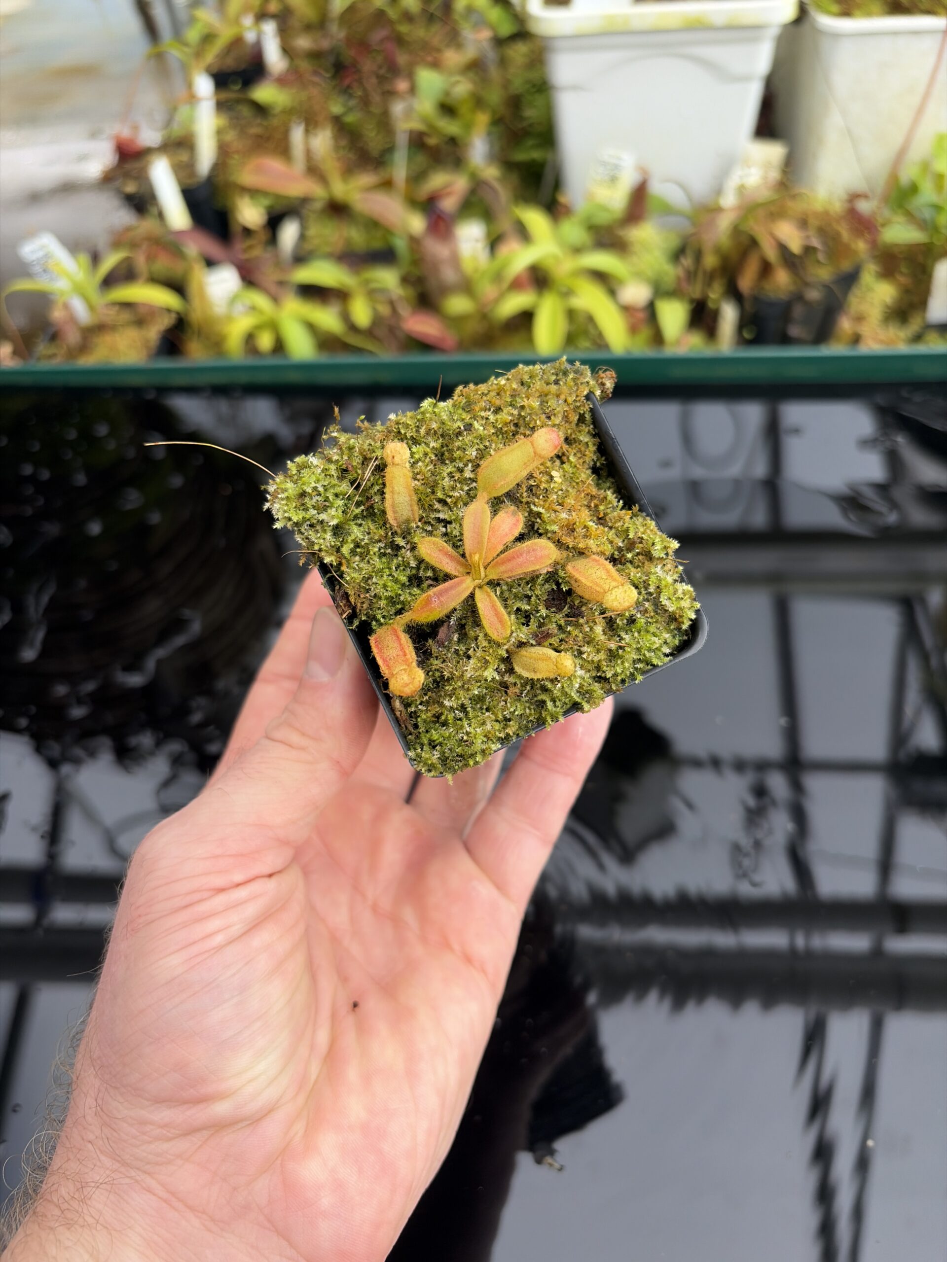 Wide Angle of Nepenthes veitchii (Murud striped x 'Candy') x veitchii BE-3734 | XB | Florae | Xander Brown | XB-510 | IN27058