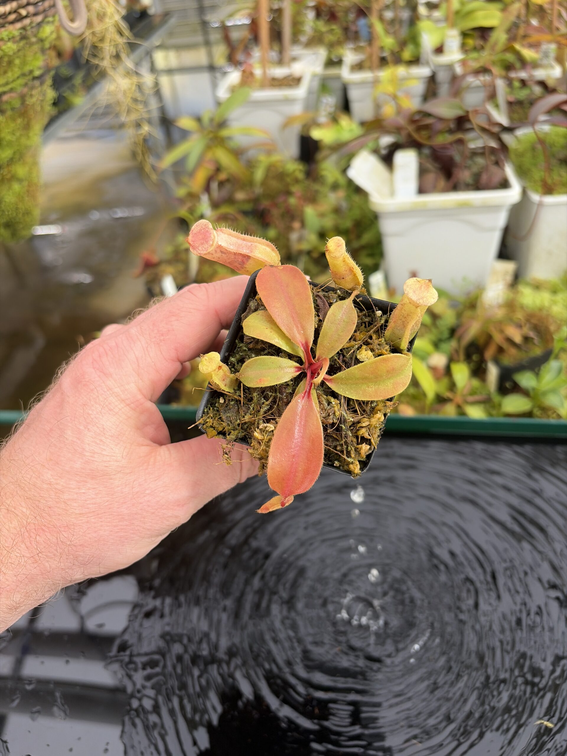 Wide Angle of Nepenthes (veitchii x boschiana) x (veitchii x boschiana) | JH | Florae | Jeremiah Harris | JH-386 | IN27350
