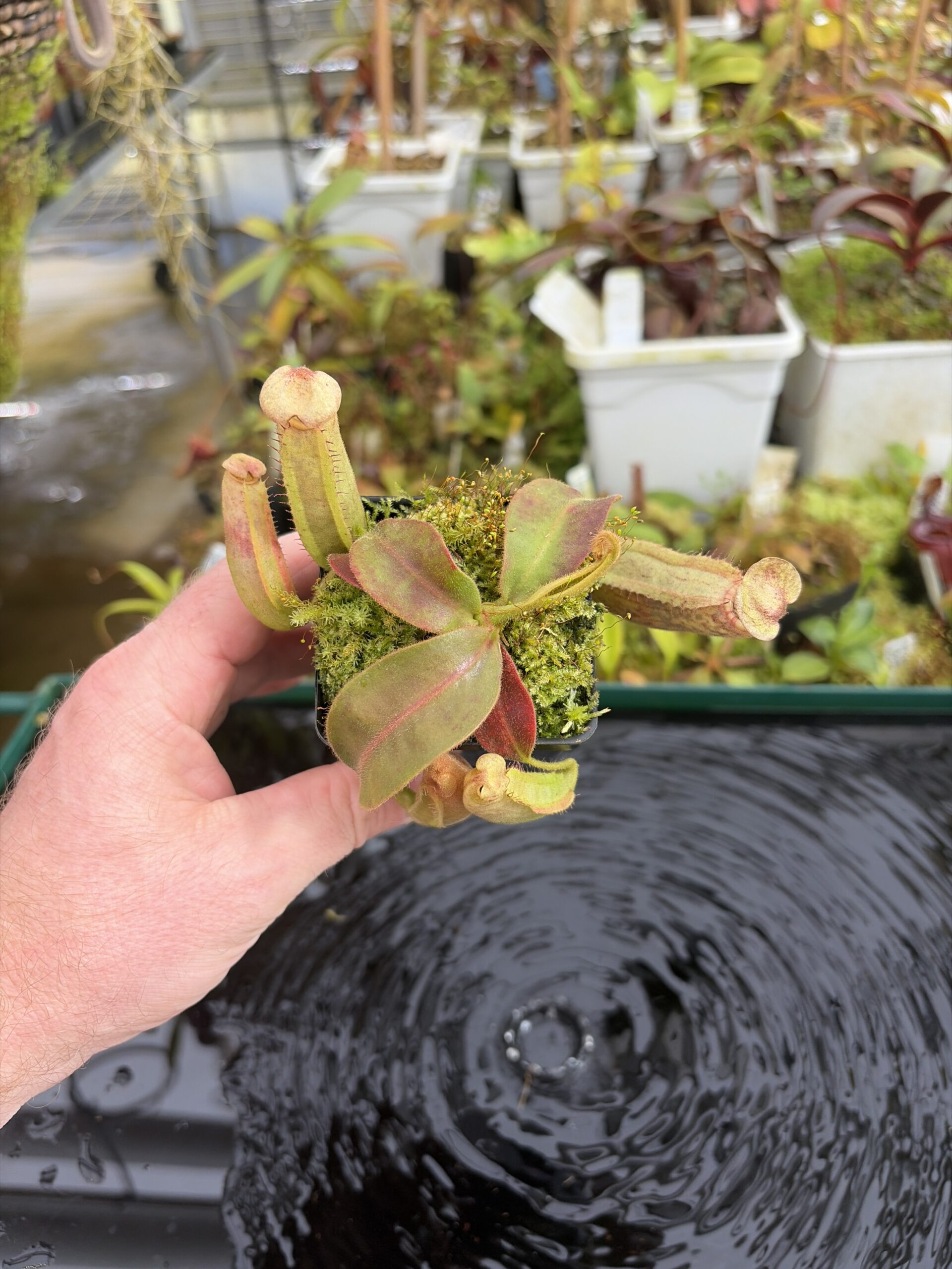 Wide Angle of Nepenthes (veitchii x boschiana) x (veitchii x boschiana) | JH | Florae | Jeremiah Harris | JH-386 | IN27355