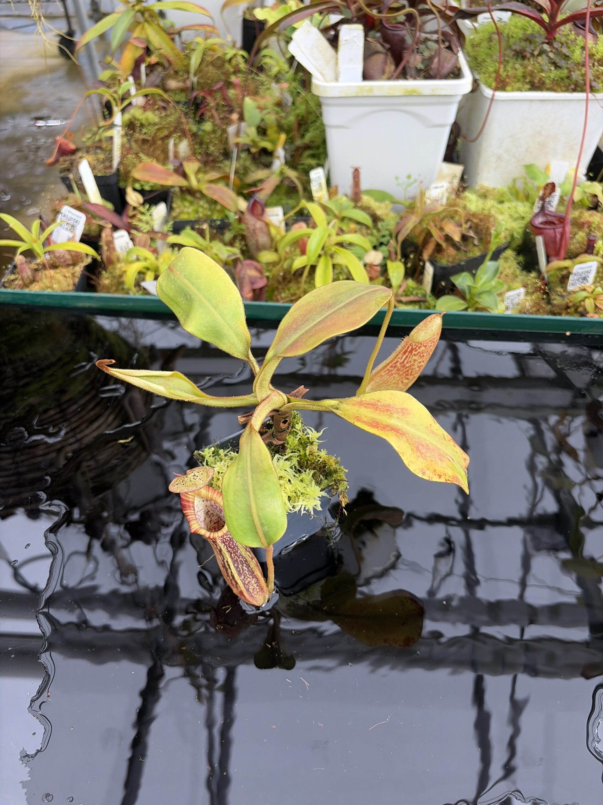 Wide Angle of Nepenthes (veitchii x burbidgeae) - H/L x stenophylla | Florae Collaborative | FC-189.01 | IN27356