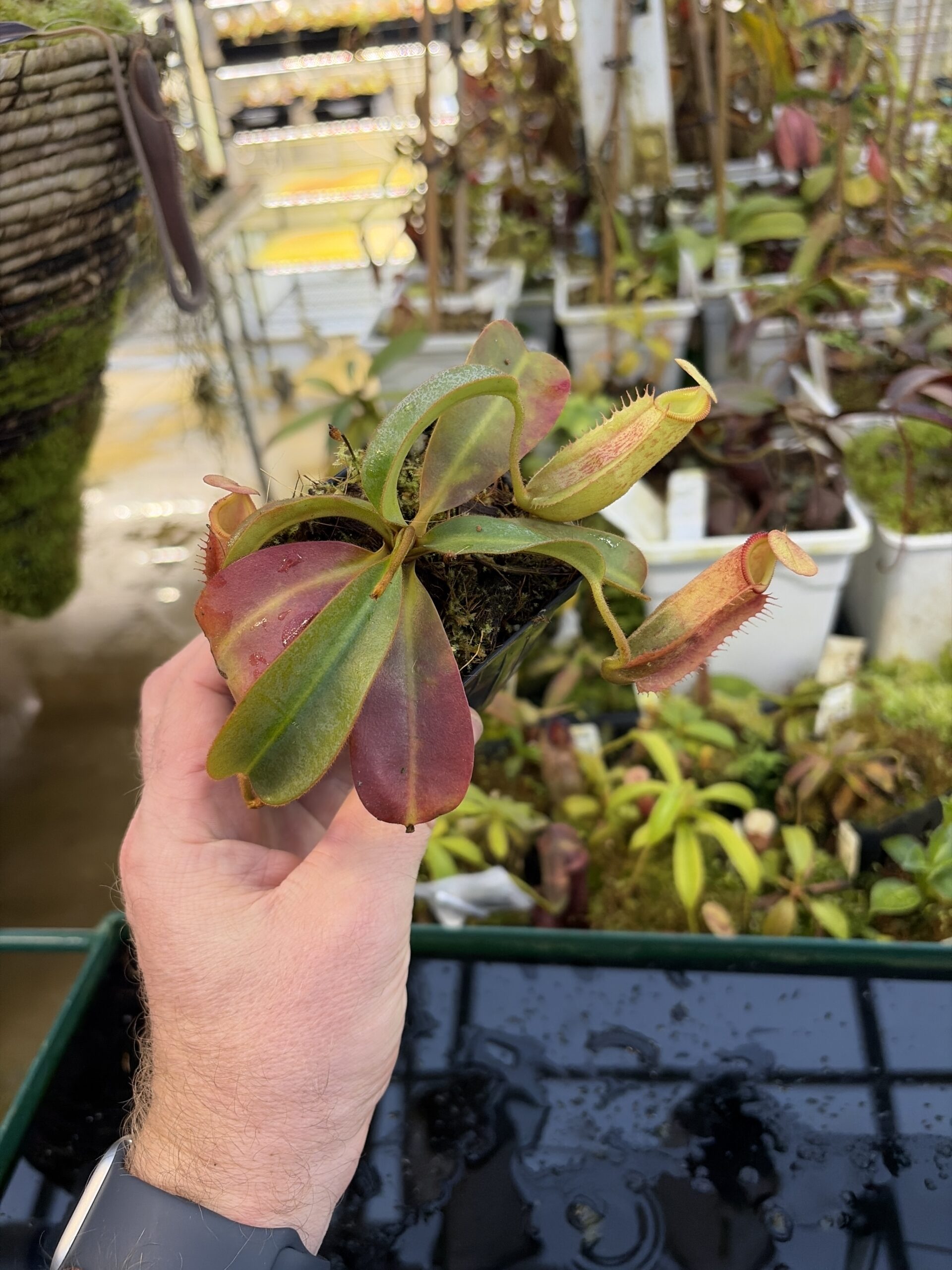 Wide Angle of Nepenthes veitchii x (burbidgeae x edwardsiana) | Borneo Exotics | BE-4053 | IN27234