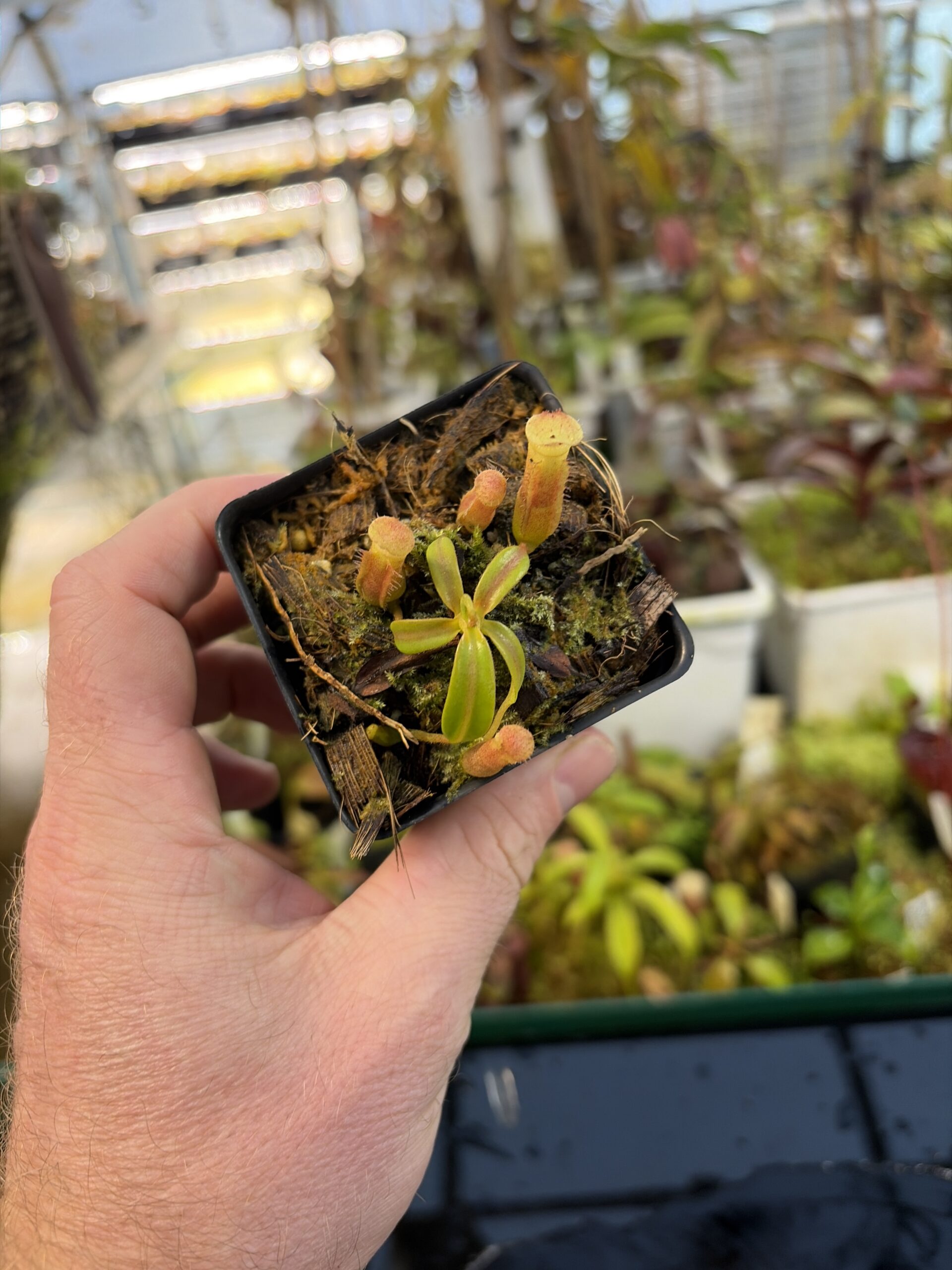 Wide Angle of Nepenthes (veitchii x lowii ) #14 BE x edwardsiana | JH | Seed Grown | Jeremiah Harris | JH-492 | IN27284