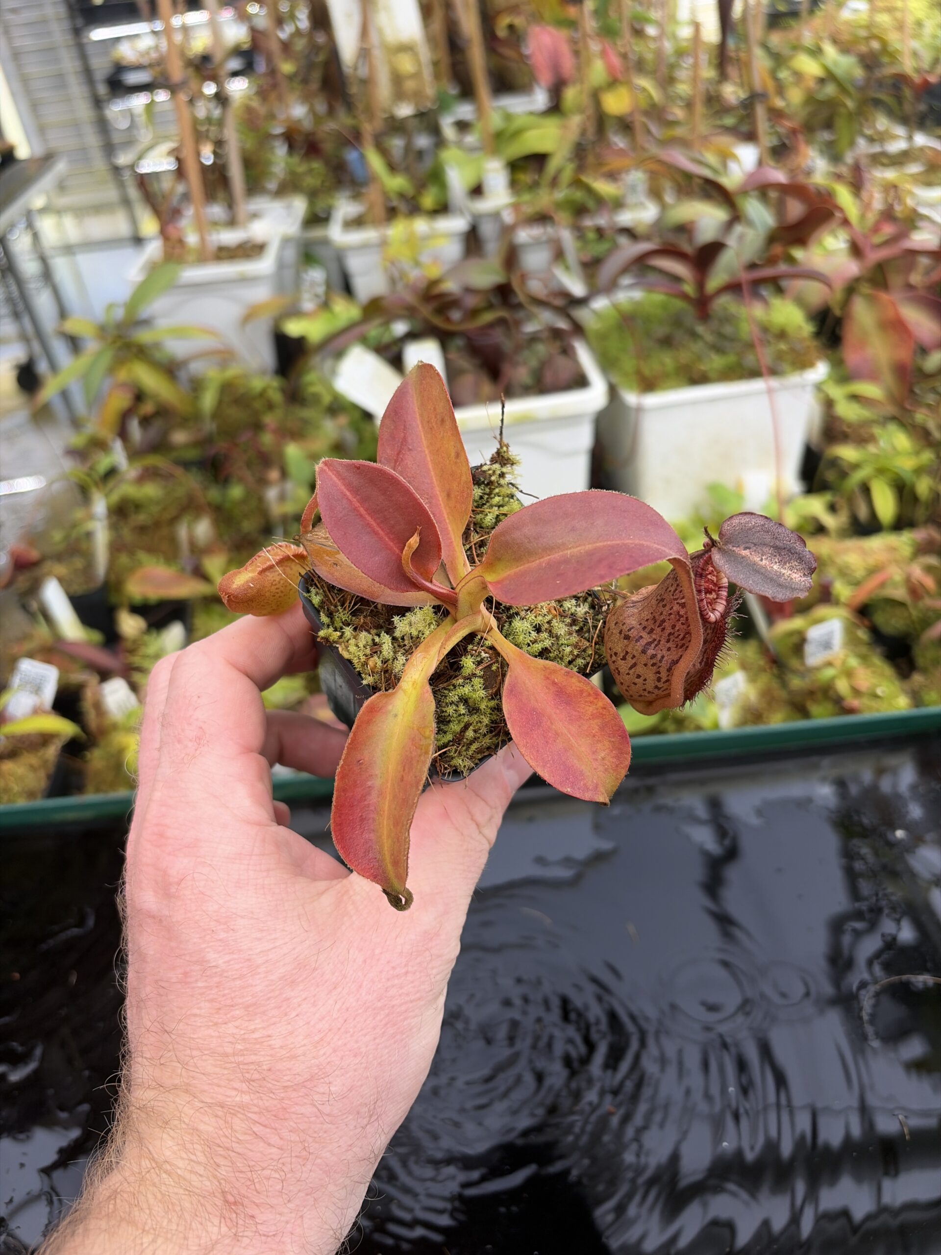 Wide Angle of Nepenthes veitchii x lowii female | Florae Collaborative | | IN27405