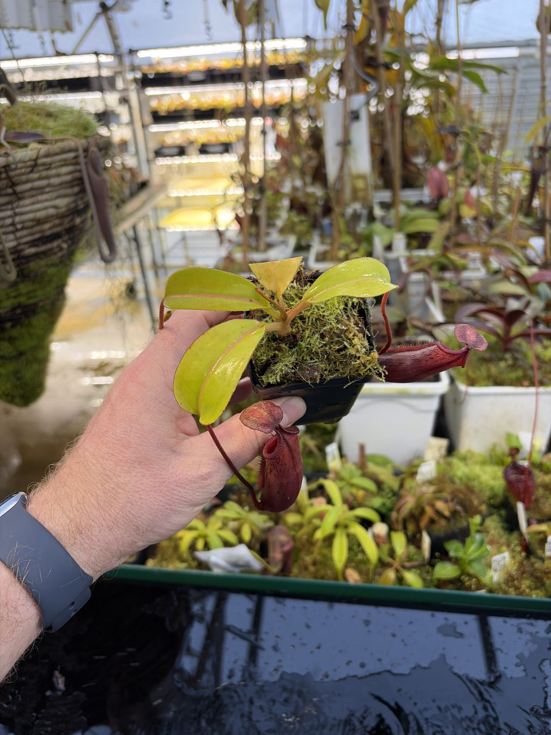Wide Angle of Nepenthes (veitchii x lowii) x mira | Borneo Exotics | BE-3910 | IN27251