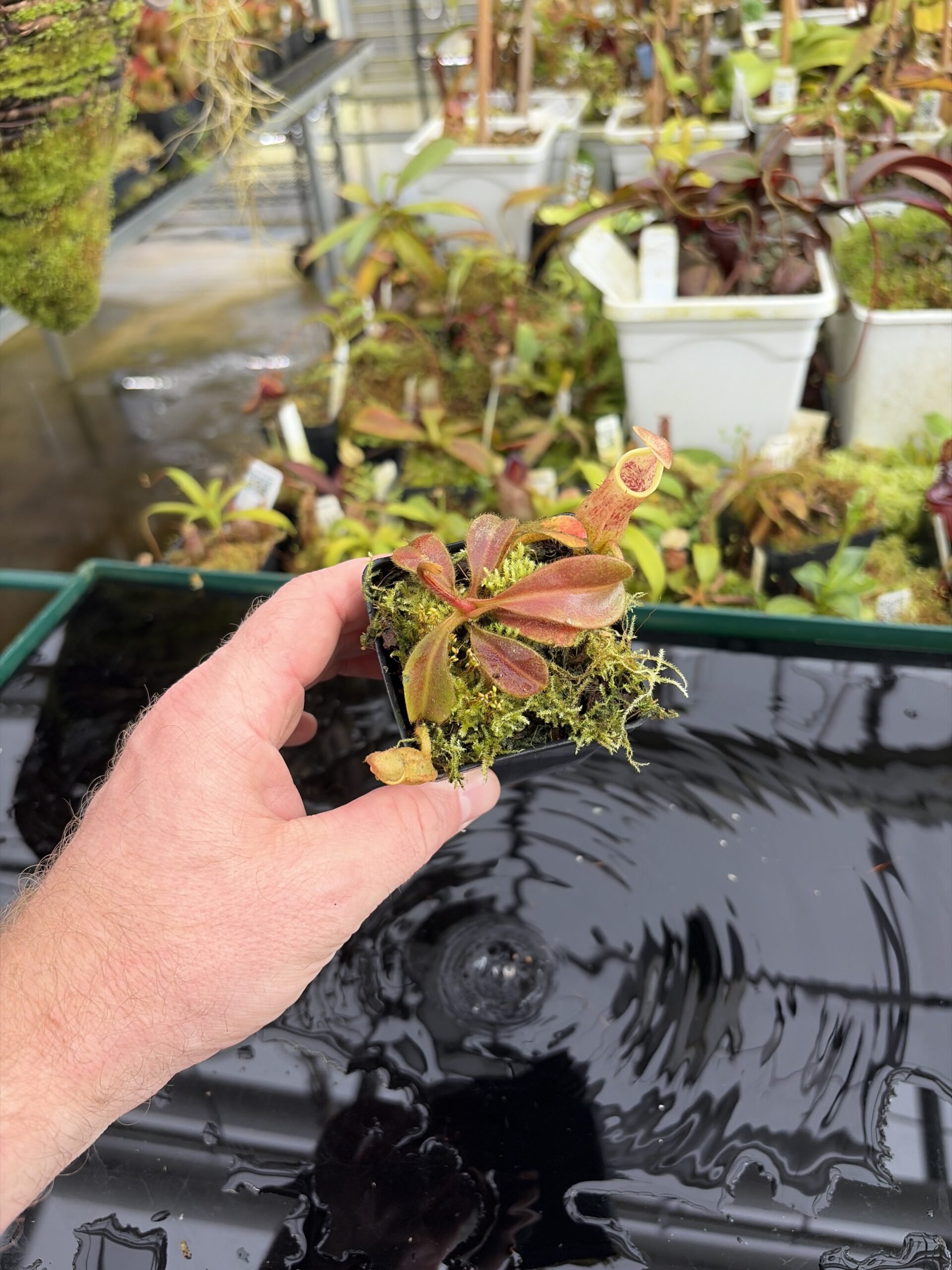 Wide Angle of Nepenthes veitchii x maxima | Borneo Exotics | BE-4061 | IN27344