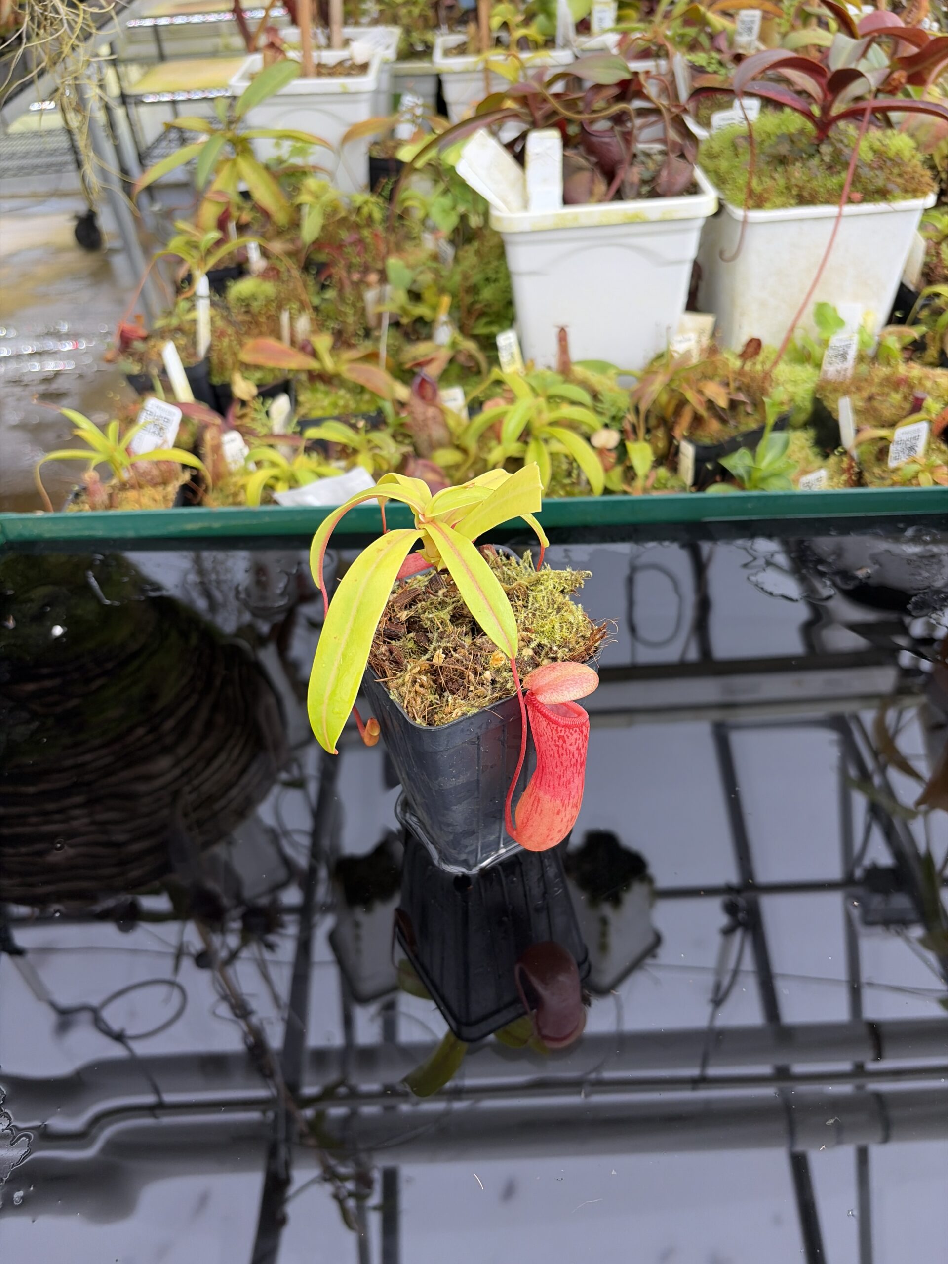 Wide Angle of Nepenthes ventricosa | Borneo Exotics | BE-3771 | IN27218