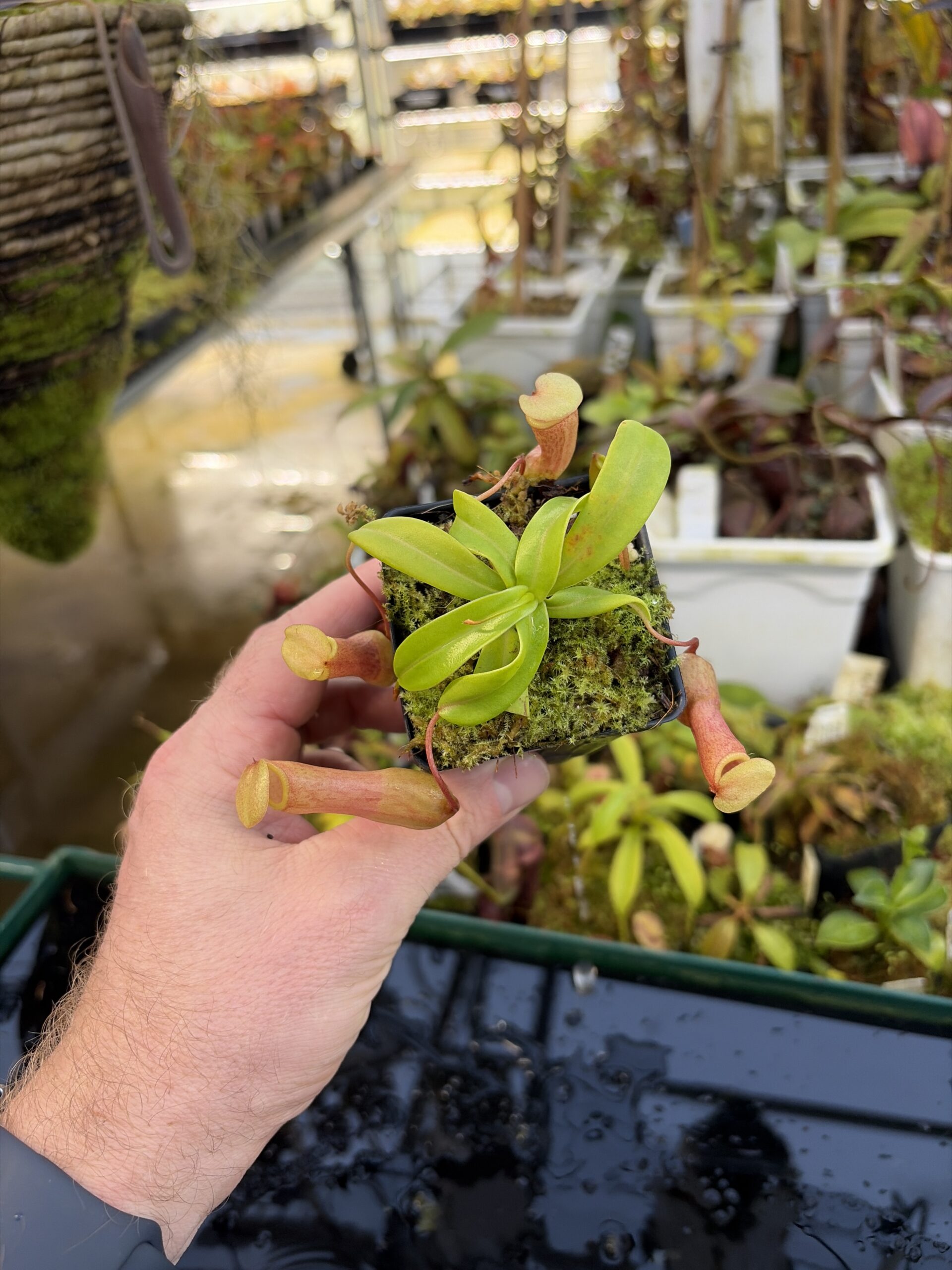 Wide Angle of Nepenthes ventricosa | Borneo Exotics | BE-3771 | IN27232