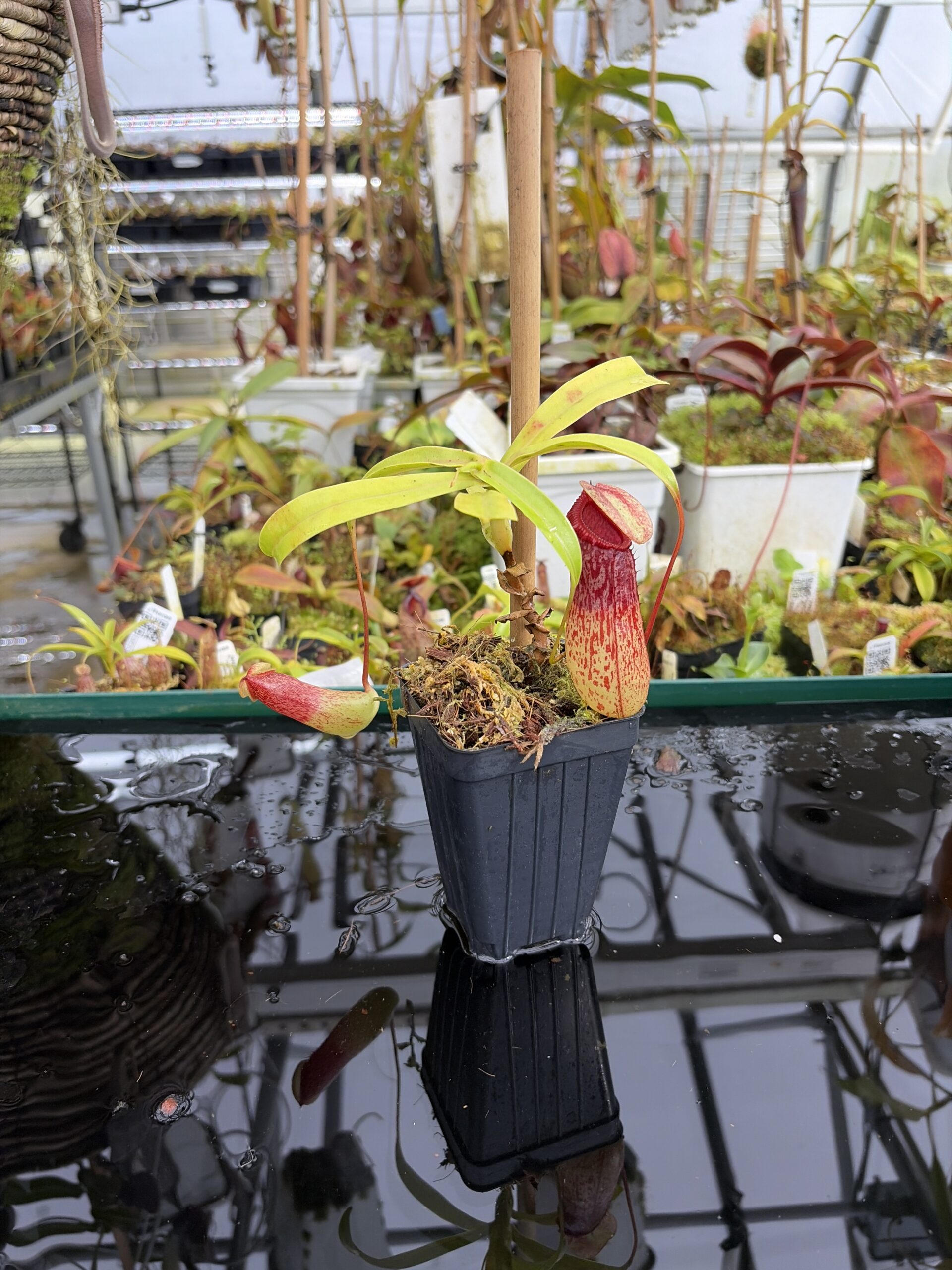 Wide Angle of Nepenthes ventricosa Madja-as | Borneo Exotics | BE-3278 | IN27212
