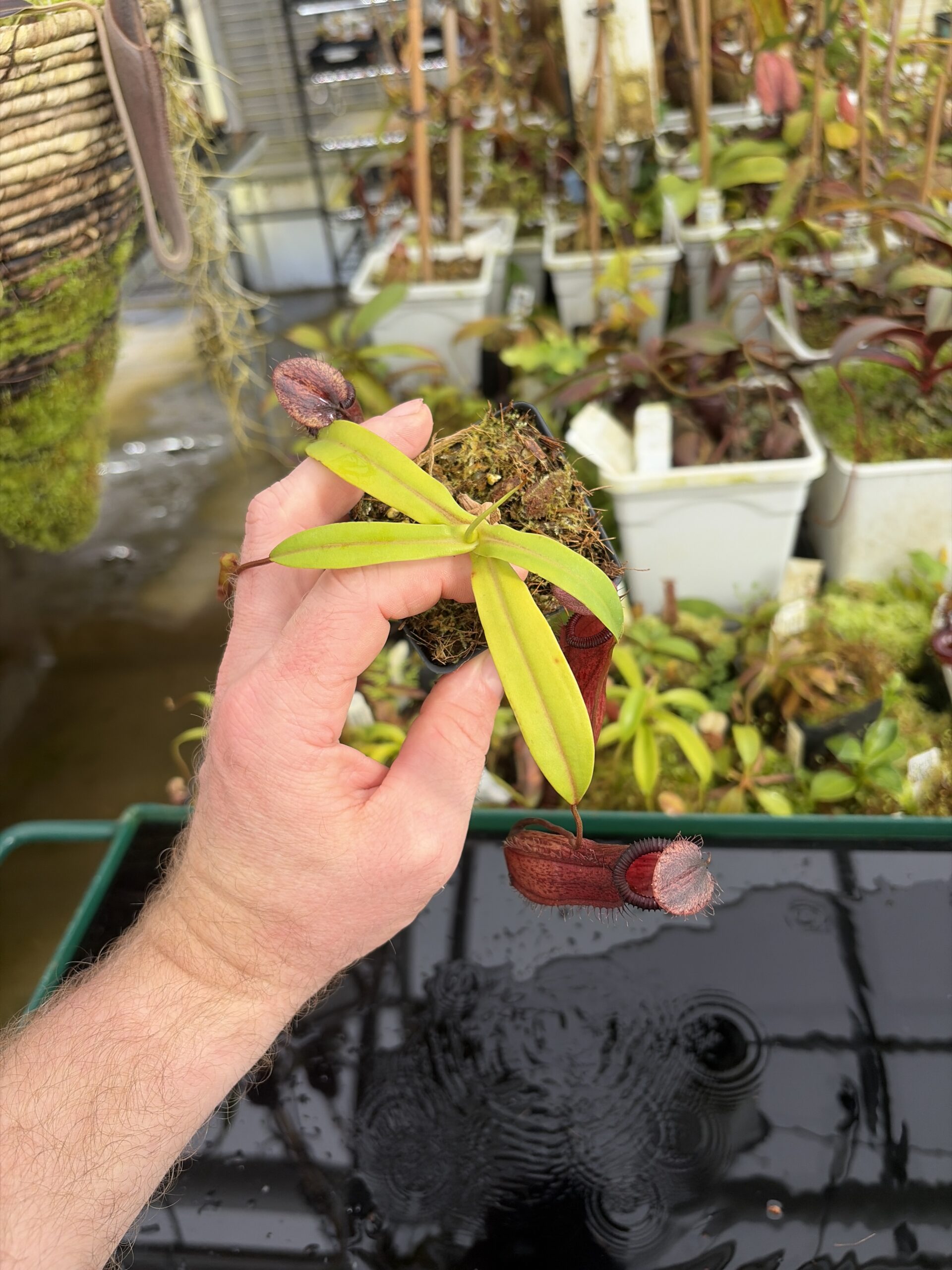 Wide Angle of Nepenthes ventricosa x hamata | Borneo Exotics | BE-3672 | IN27377