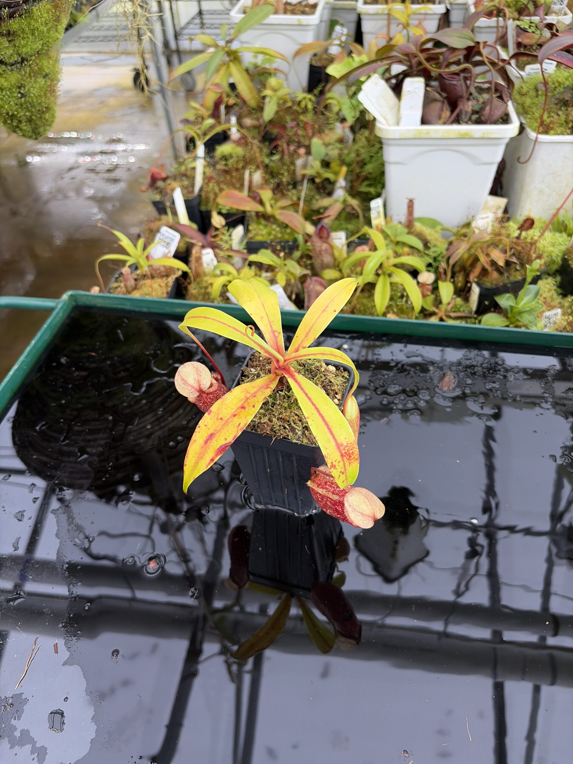 Wide Angle of Nepenthes ventricosa x rafflesiana | Borneo Exotics | BE-3733 | IN27213