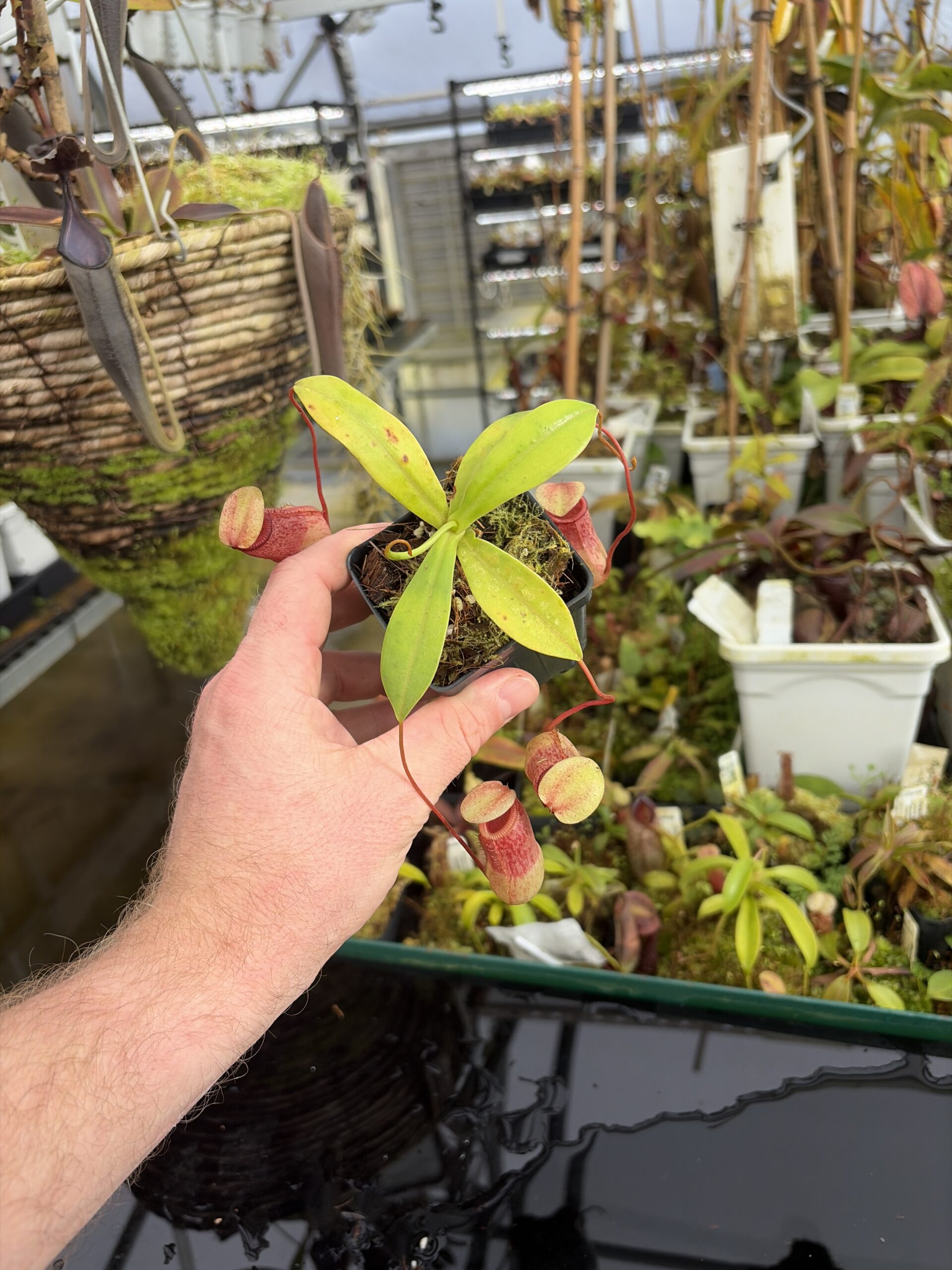 Wide Angle of Nepenthes ventricosa x sibuyanensis | Borneo Exotics | BE-3757 | IN27367