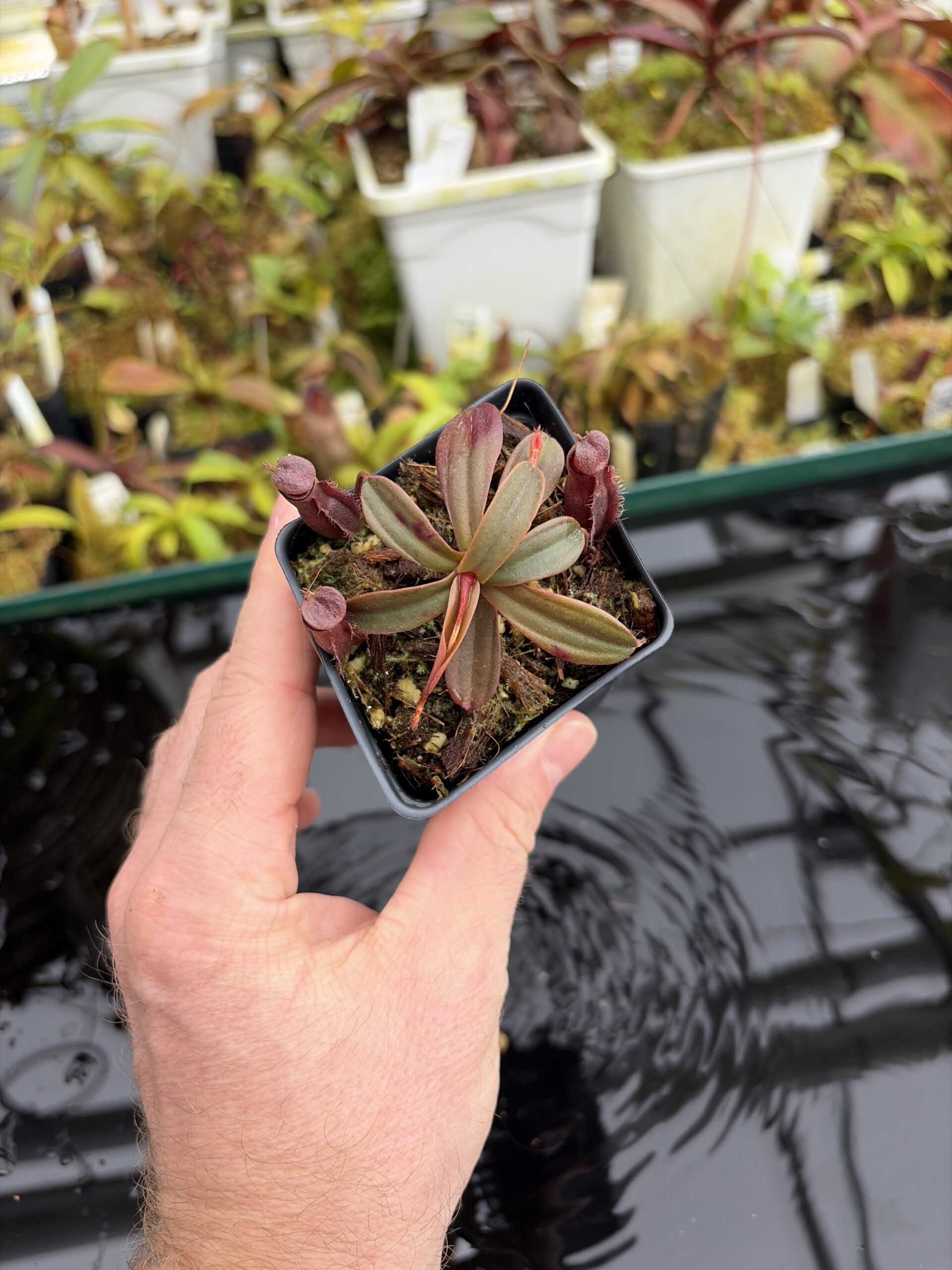 Wide Angle of Nepenthes vieillardii | Borneo Exotics | BE-3224 | L27053