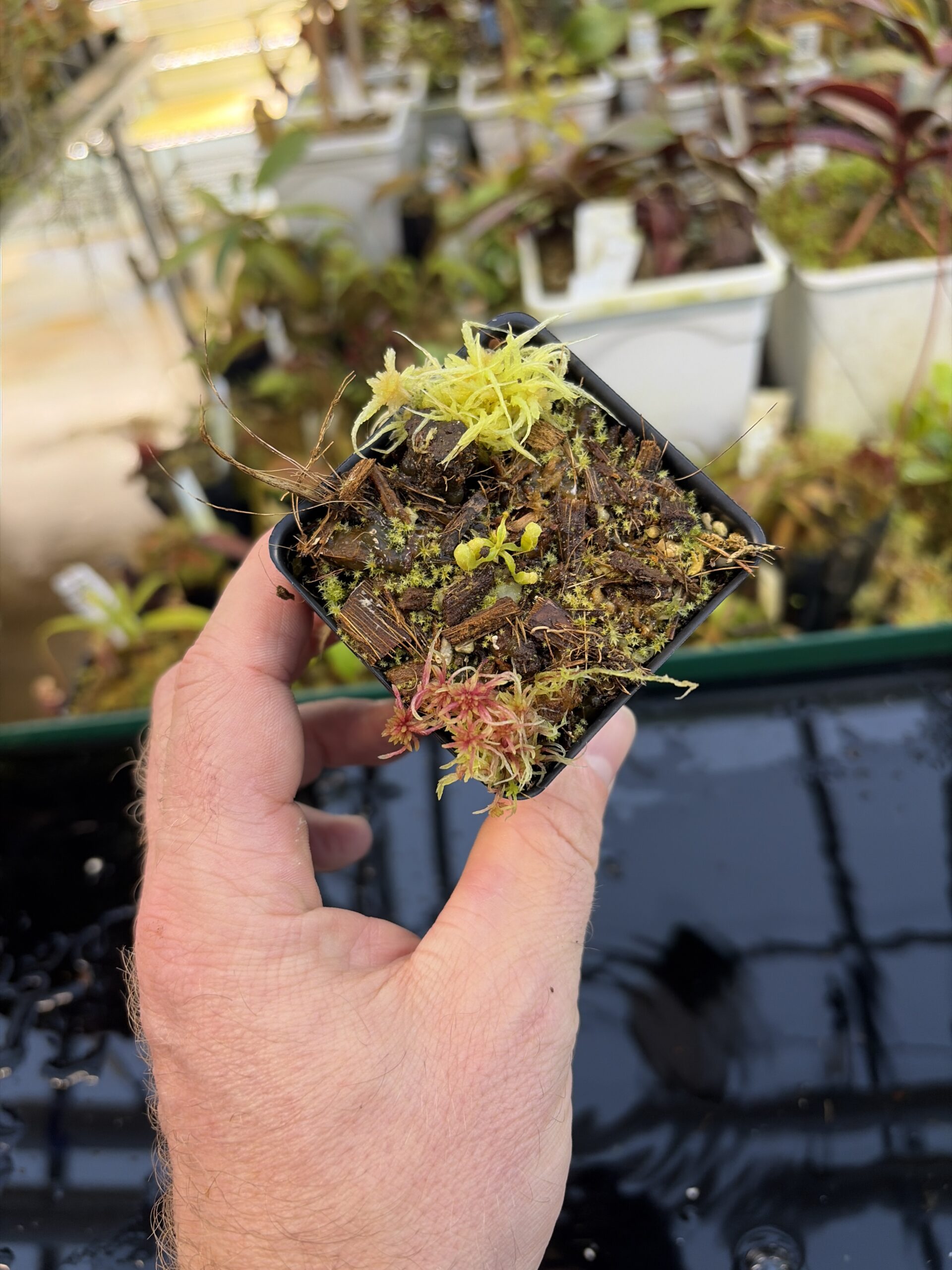 Wide Angle of Nepenthes villosa | G. Kinabalu | Florae Collaborative | FC-216 | H27095