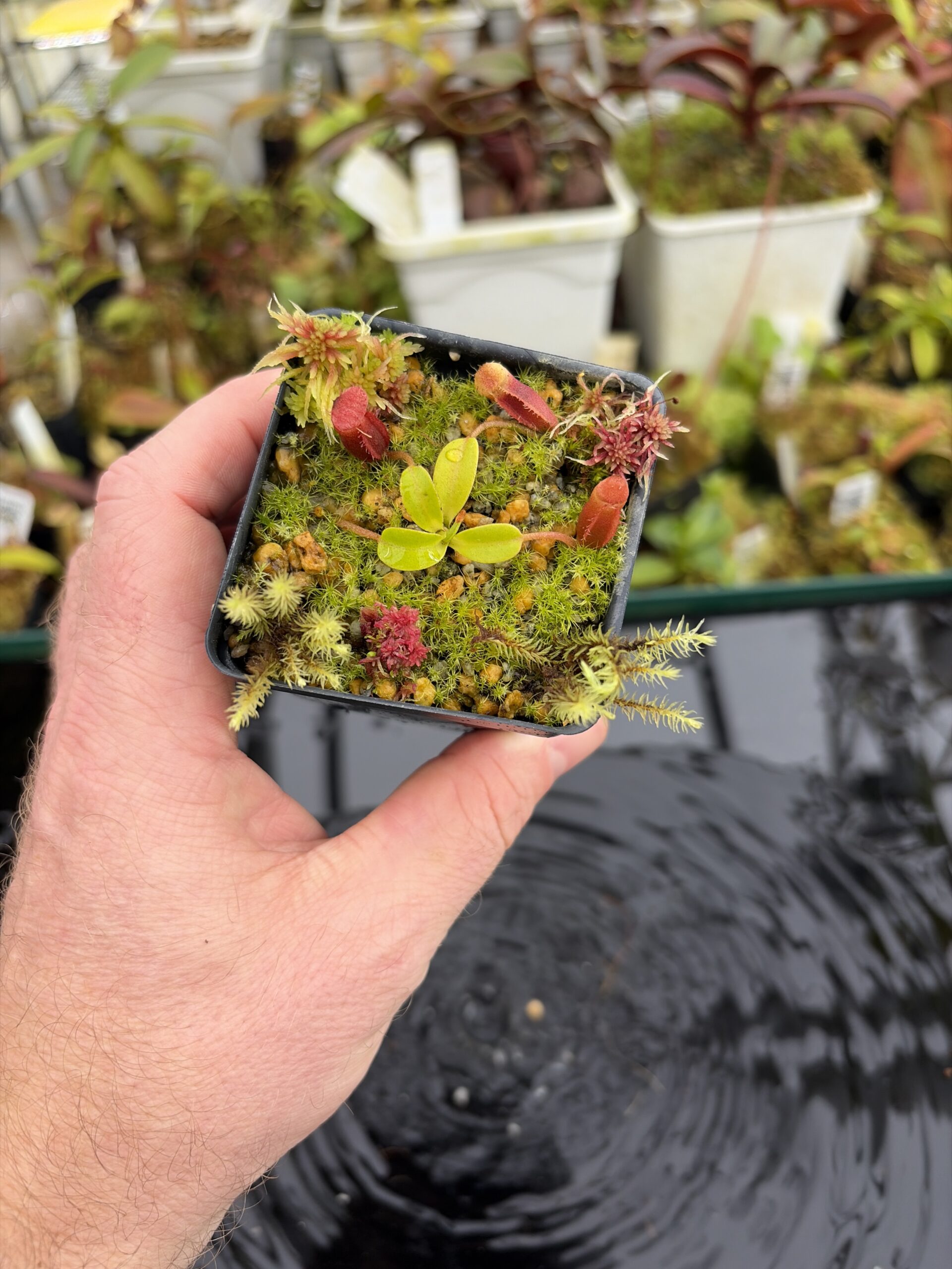 Wide Angle of Nepenthes villosa (Mt. Kinabalu, Borneo) | Andreas Wistuba | AW-09 | H27119