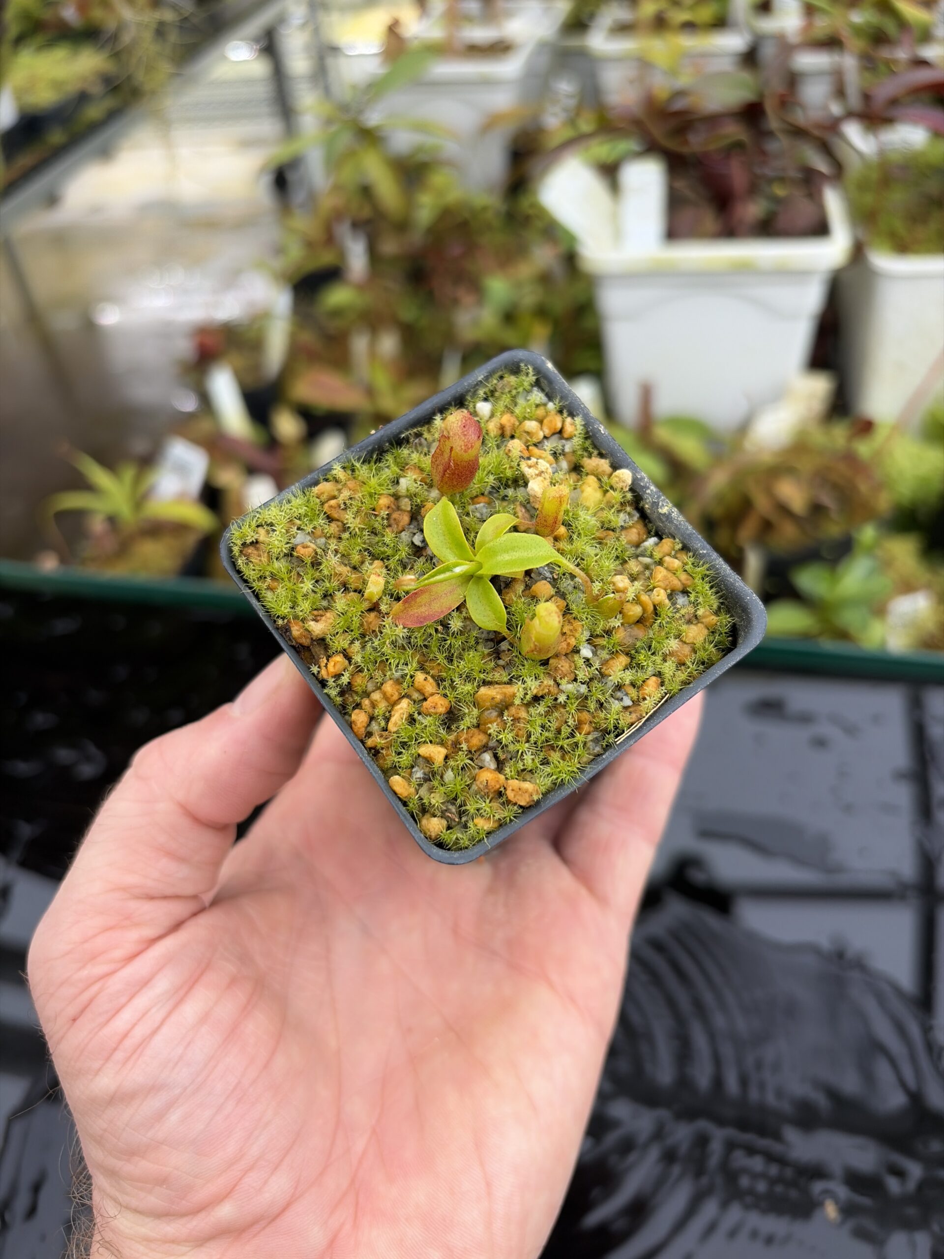 Wide Angle of Nepenthes villosa x edwardsiana | Clone 7 | Jeremiah Harris | JH-322.07 | H27136