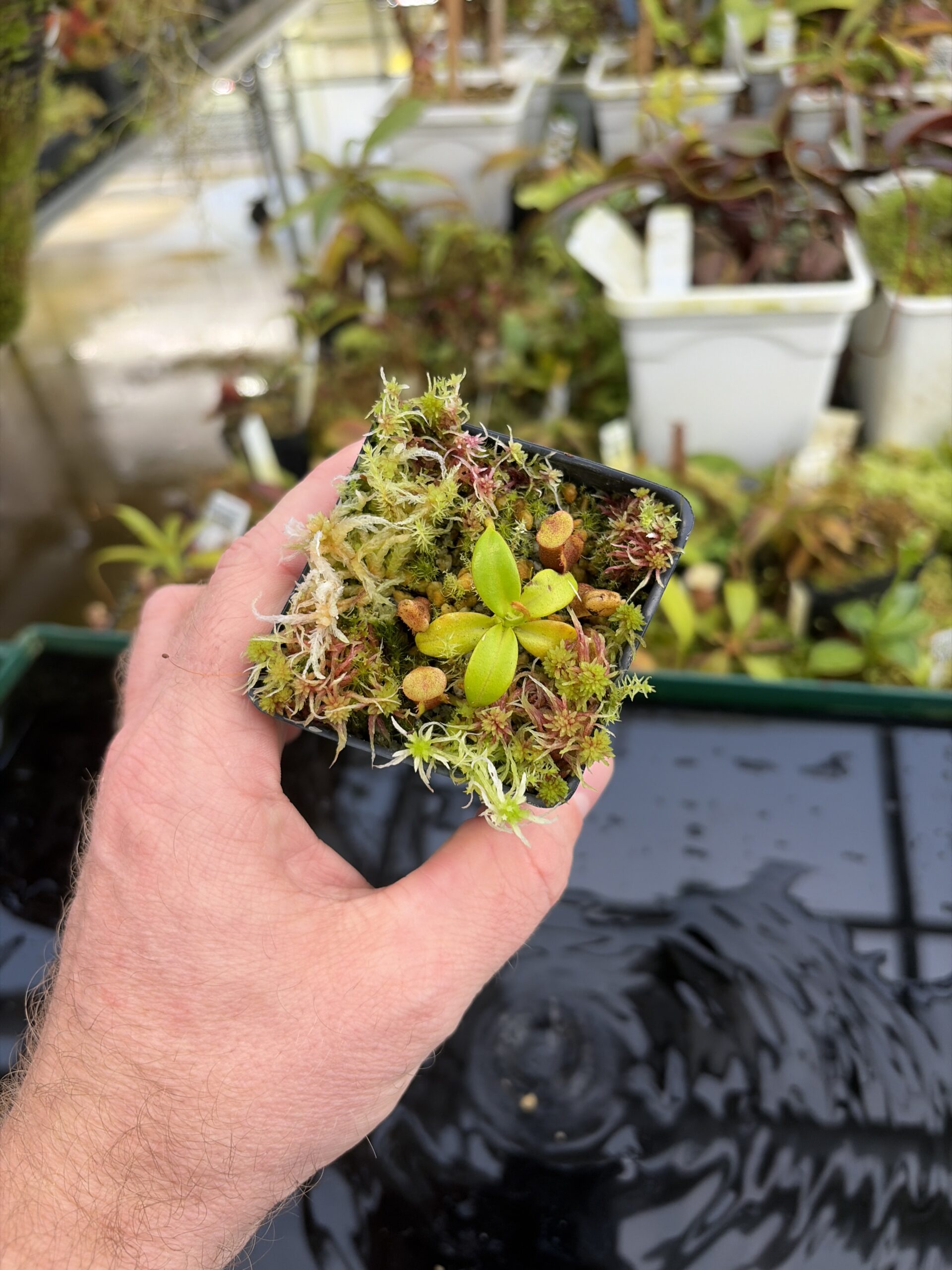 Wide Angle of Nepenthes villosa x macrophylla | Andreas Wistuba | AW-01 | H27304