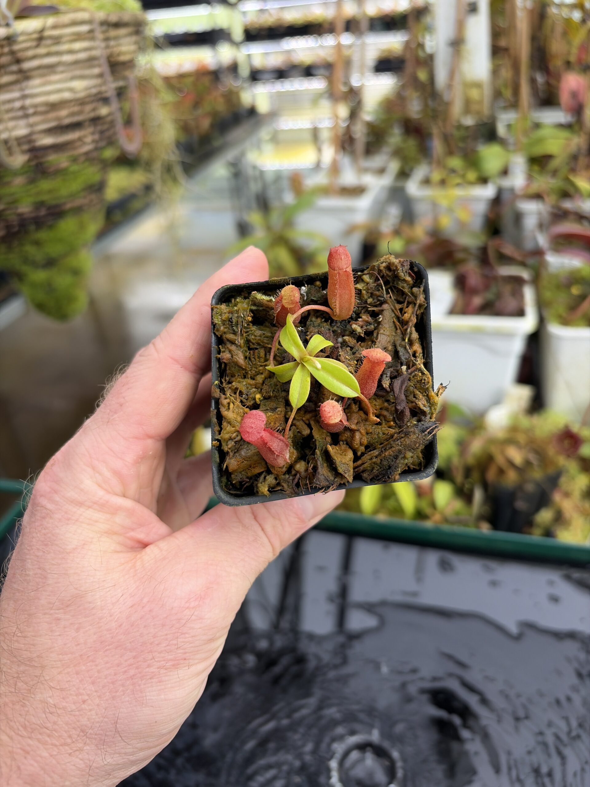 Wide Angle of Nepenthes villosa x ventricosa | JH | Florae | Jeremiah Harris | JH-325.03 | H27060
