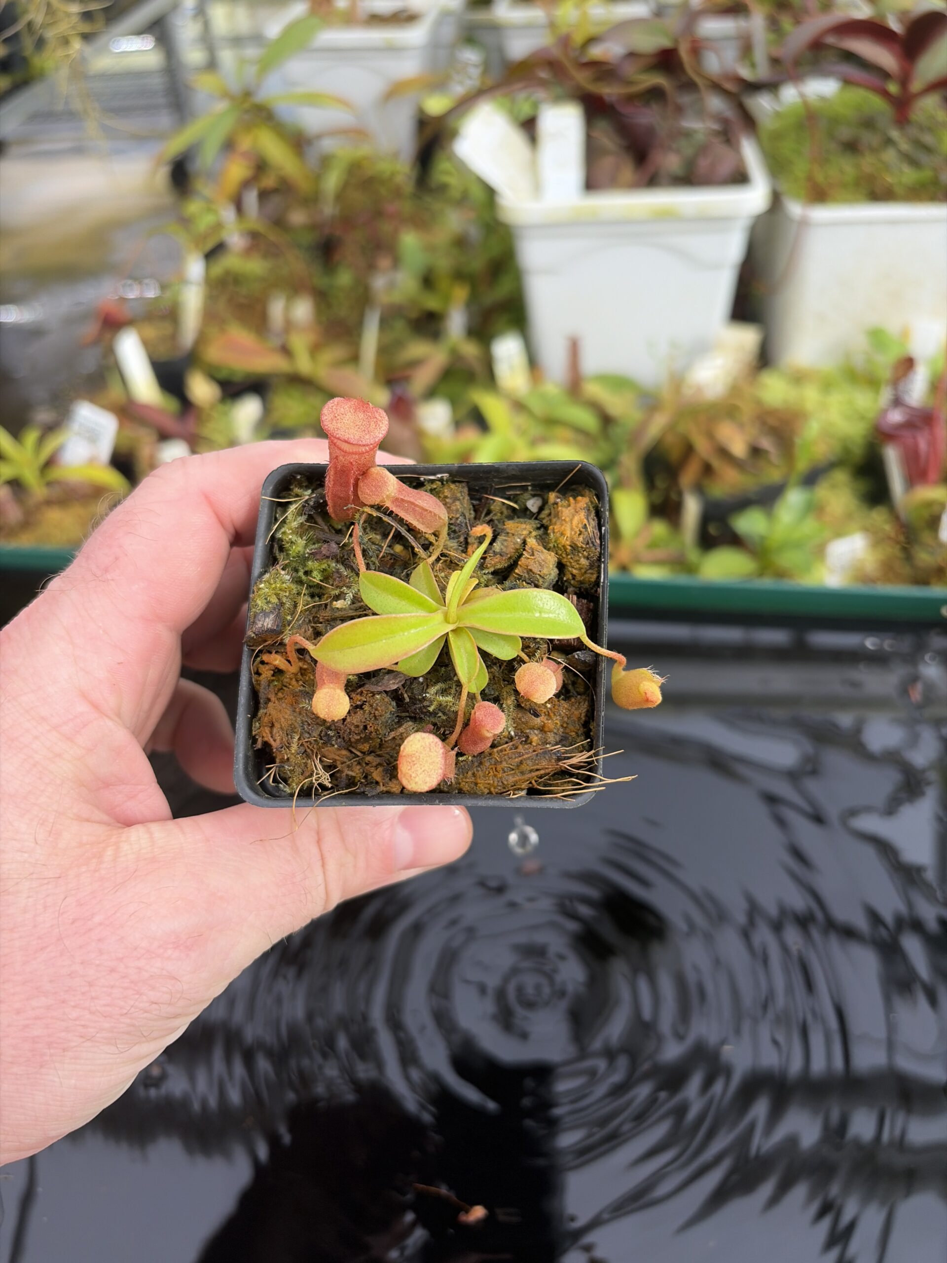 Wide Angle of Nepenthes villosa x ventricosa | JH | Florae | Jeremiah Harris | JH-325.03 | H27382