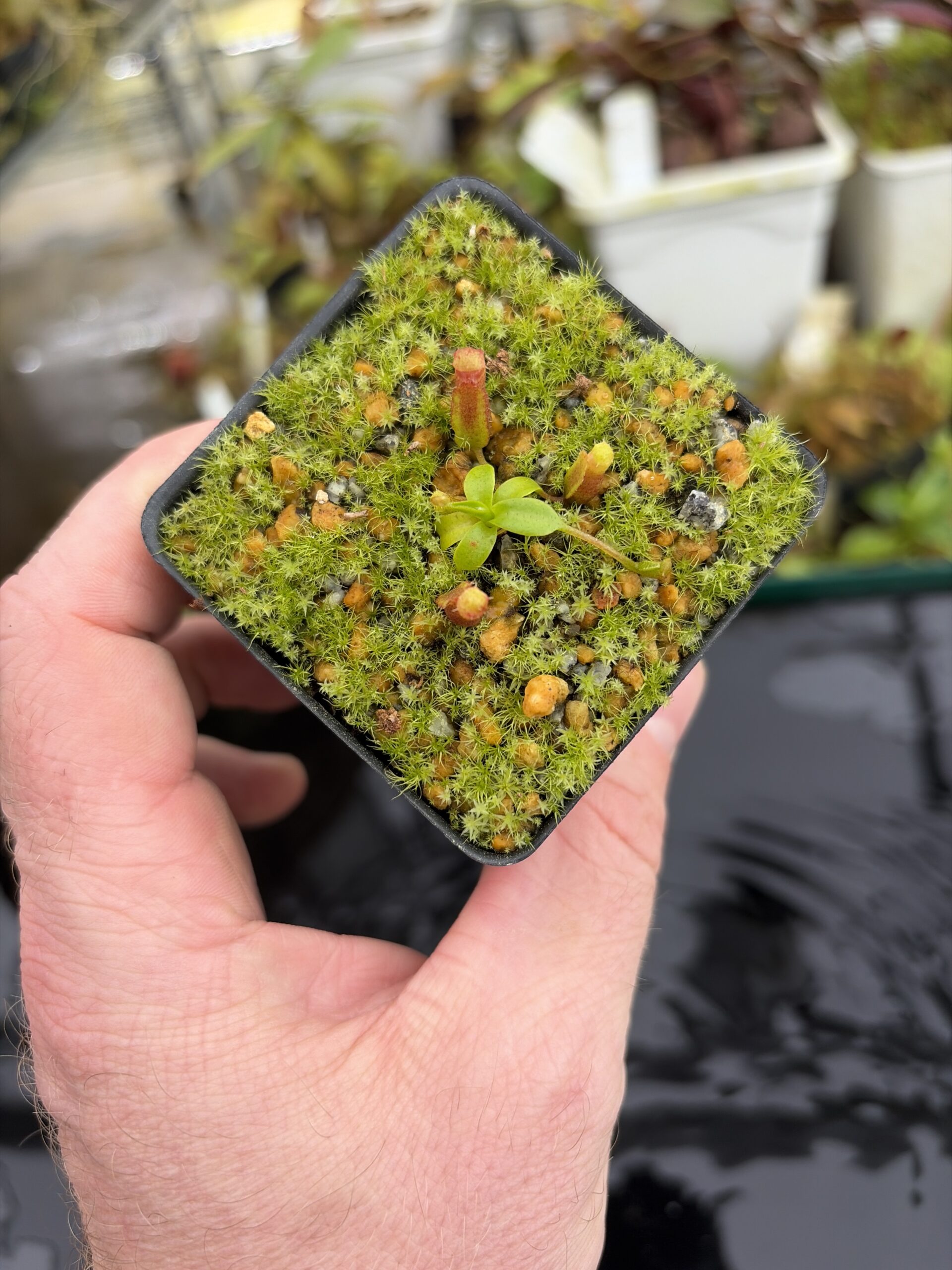 Wide Angle of Nepenthes villosa x (ventricosa x edwardsiana) | Jeremiah Harris | JH-320.03 | H27139