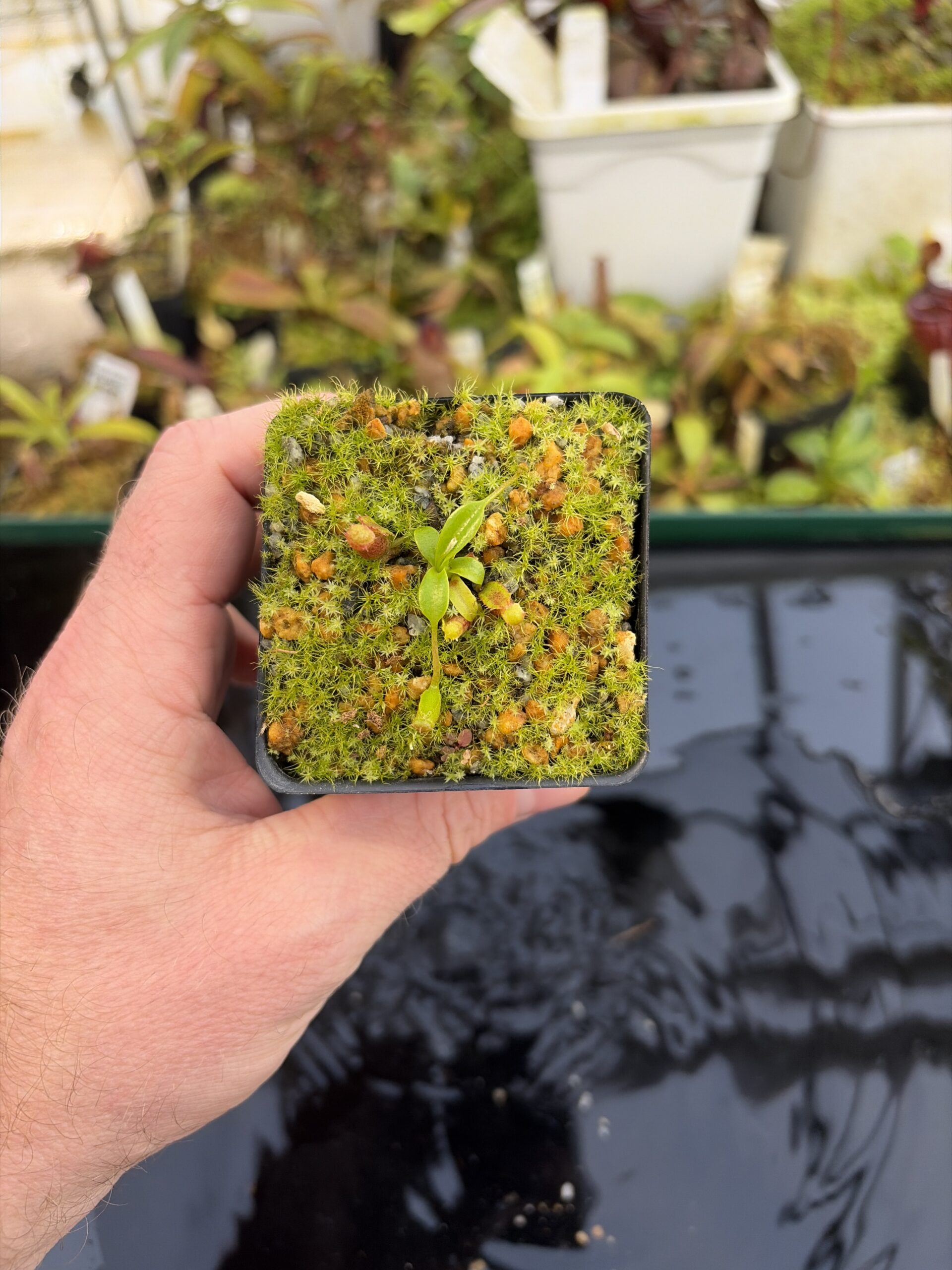 Wide Angle of Nepenthes villosa x (ventricosa x edwardsiana) | Jeremiah Harris | JH-320.03 | H27308