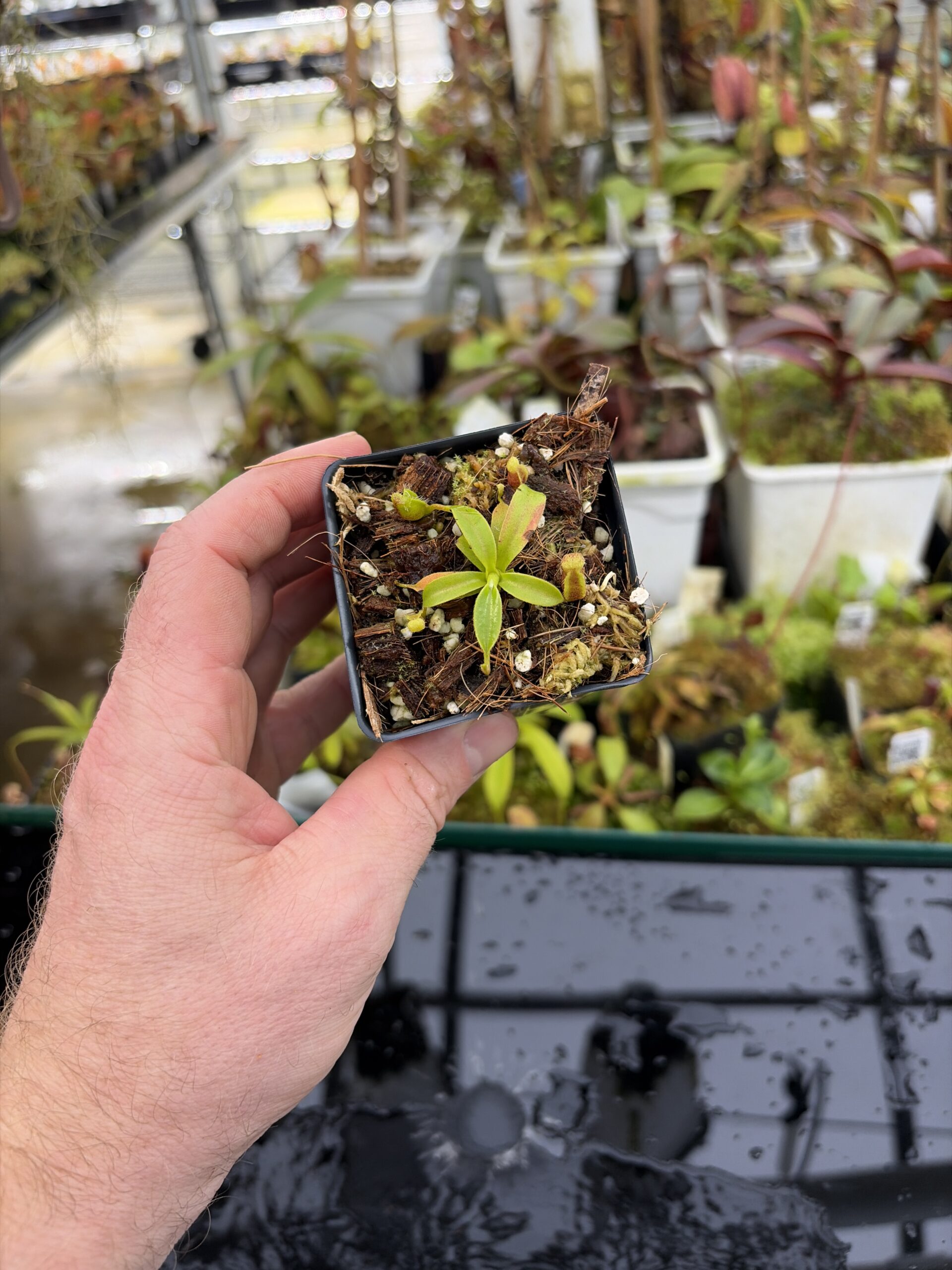Wide Angle of Nepenthes xtrusmadiensis | Florae Collaborative | FC-144.06 | H27190