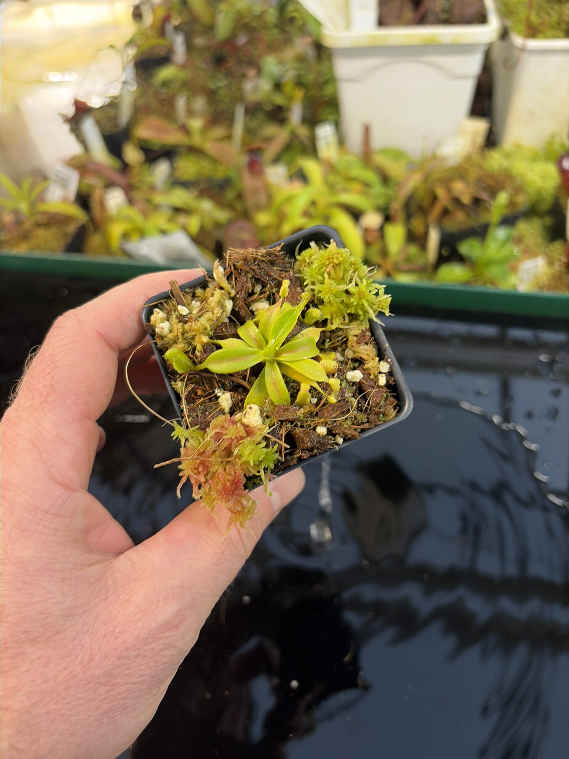 Wide Angle of Nepenthes xtrusmadiensis | Florae Collaborative | FC-144.06 | H27289