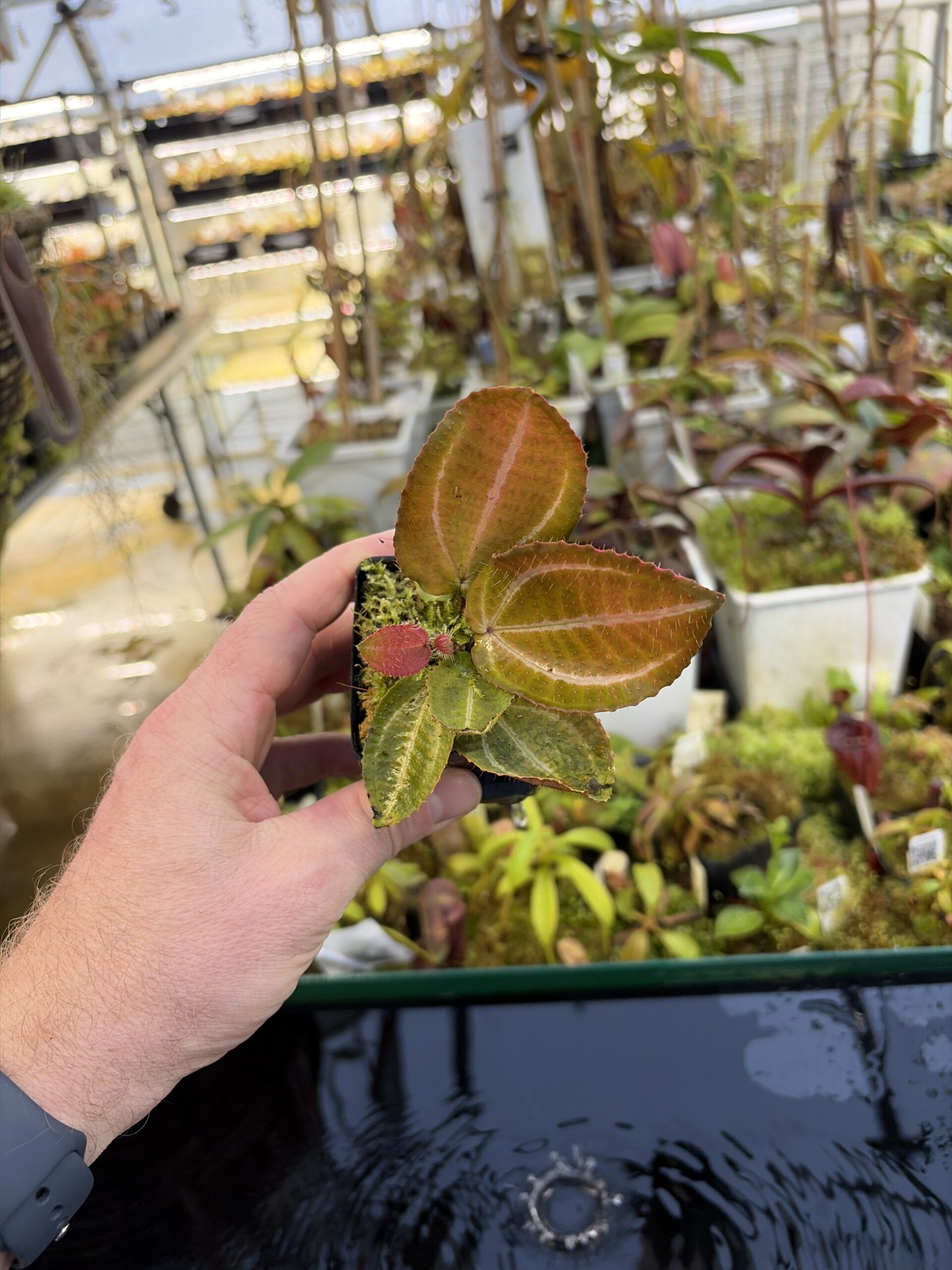Wide Angle of Phyllagathis sp (Indonesia) | Florae Collaborative | | IN27236