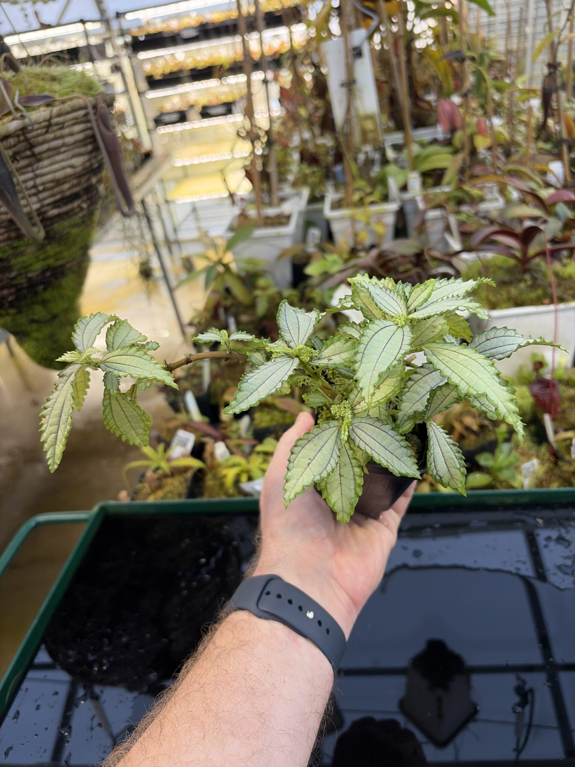 Wide Angle of Pilea sp (South America, Ecuador) | Florae Collaborative | | IN27239